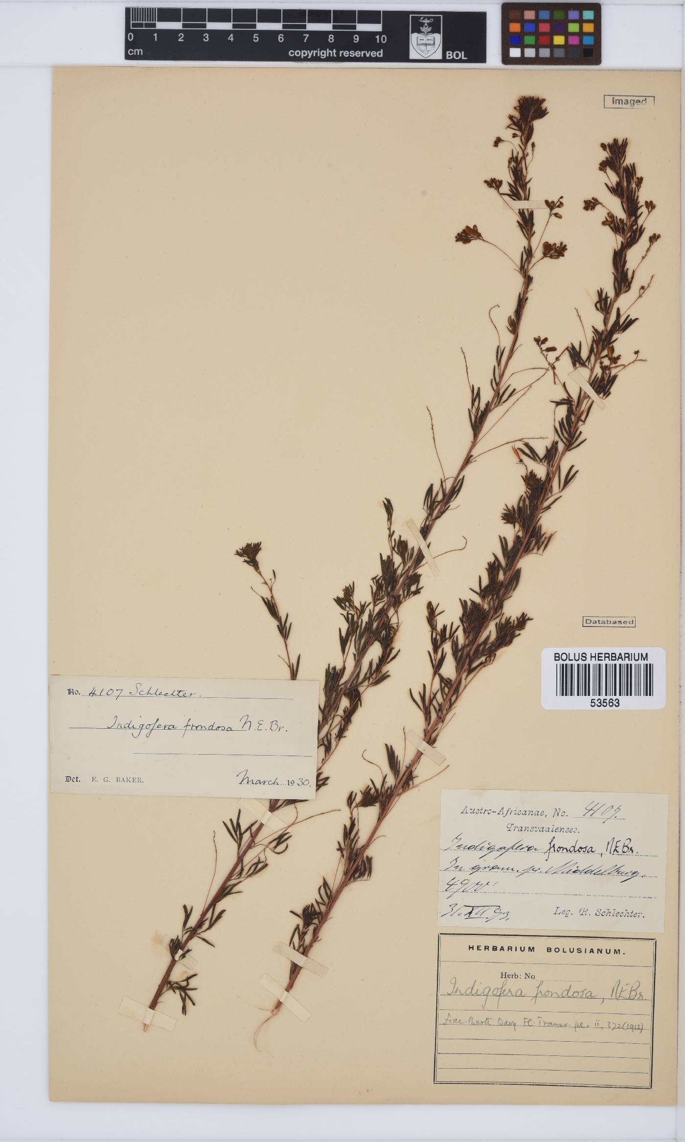 Indigofera frondosa image