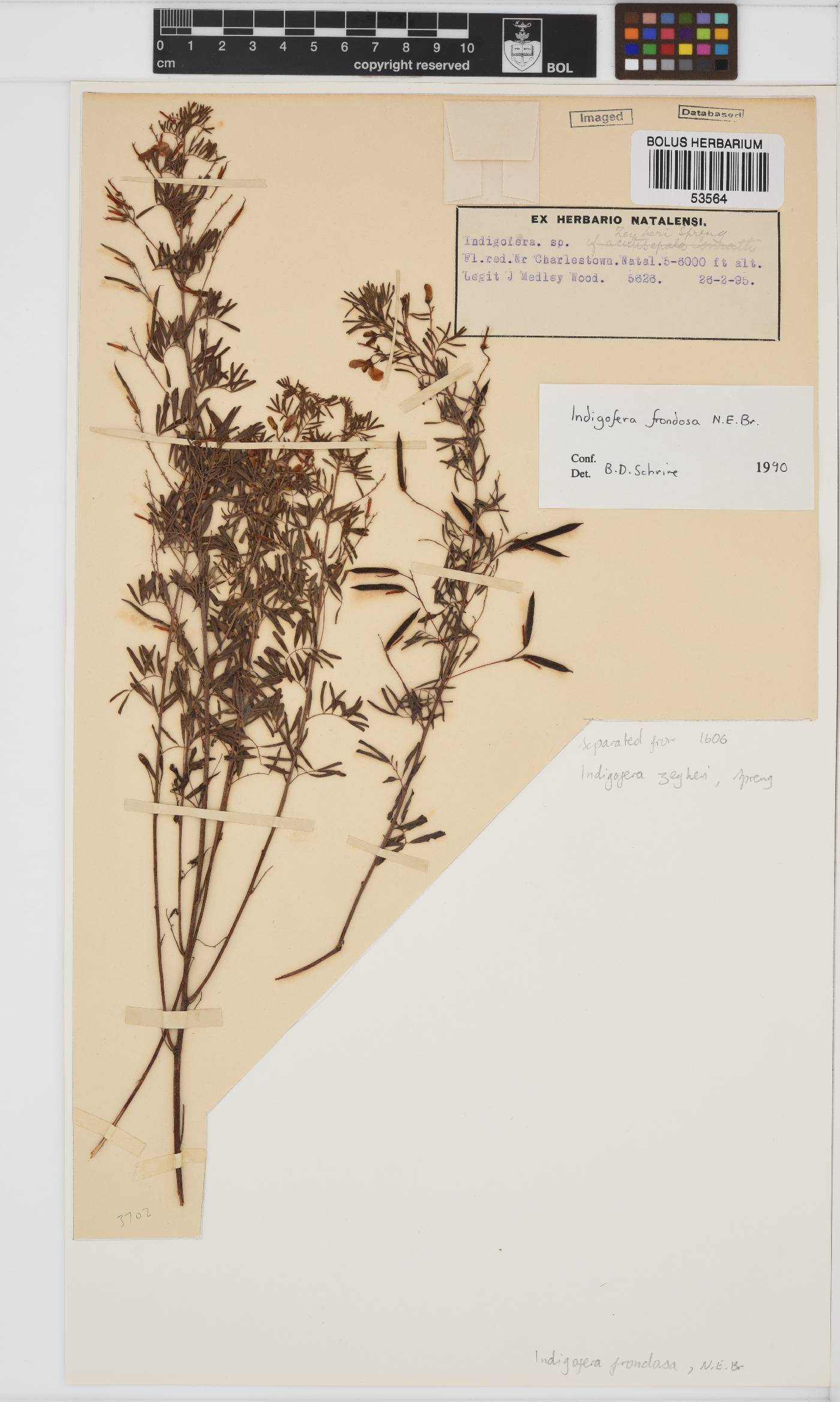 Indigofera frondosa image