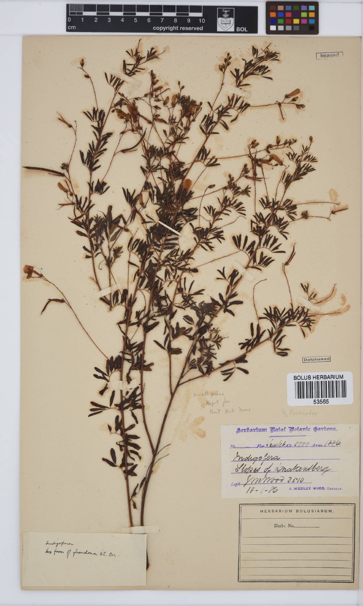 Indigofera frondosa image