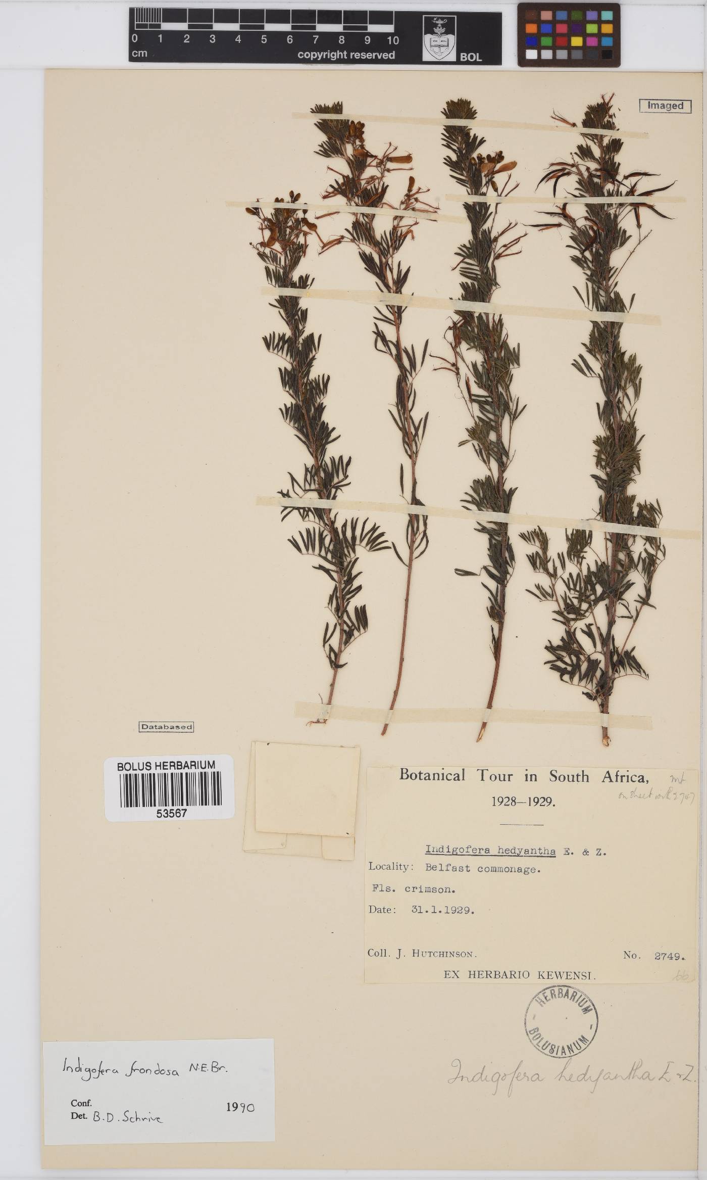 Indigofera frondosa image