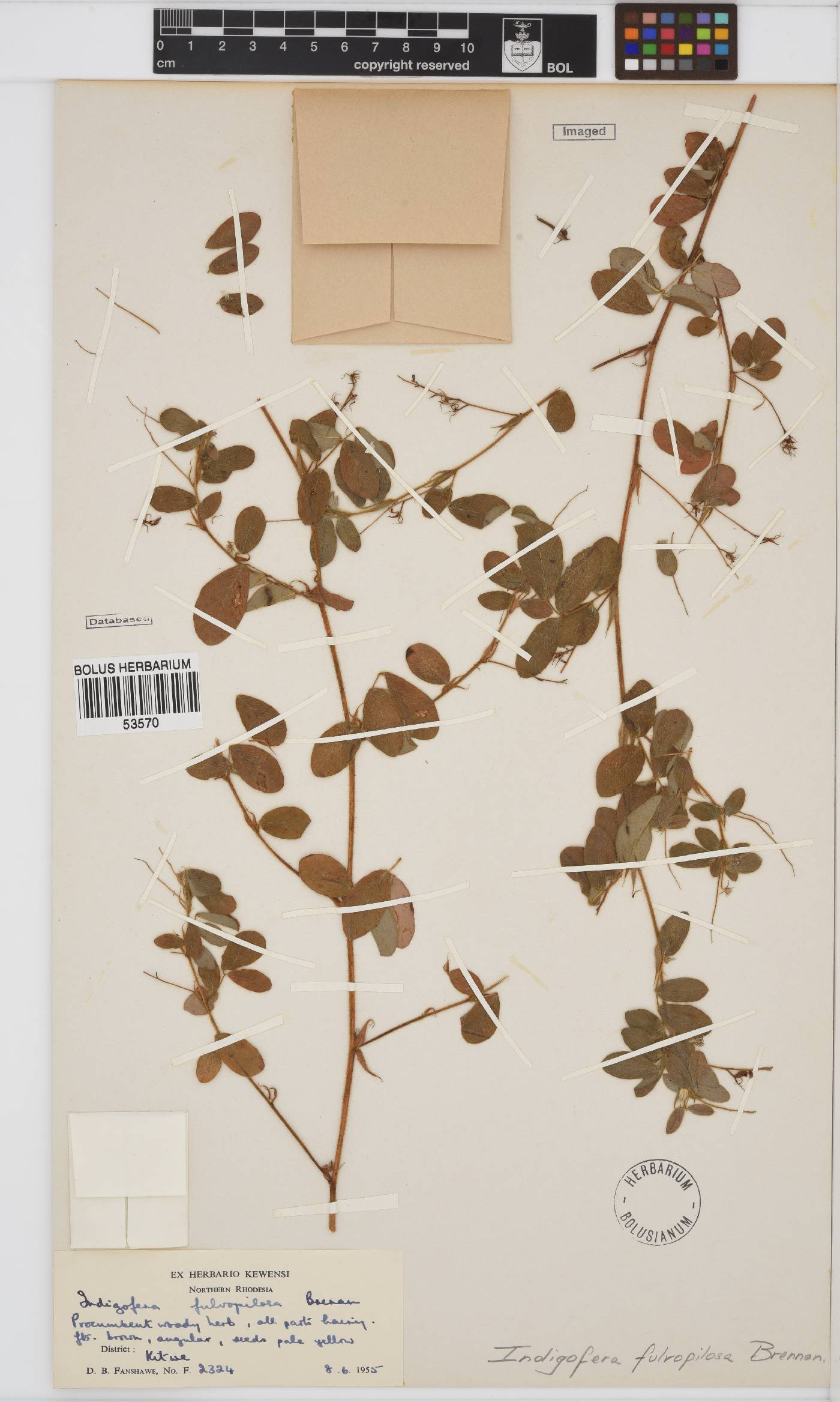 Indigofera fulvopilosa image