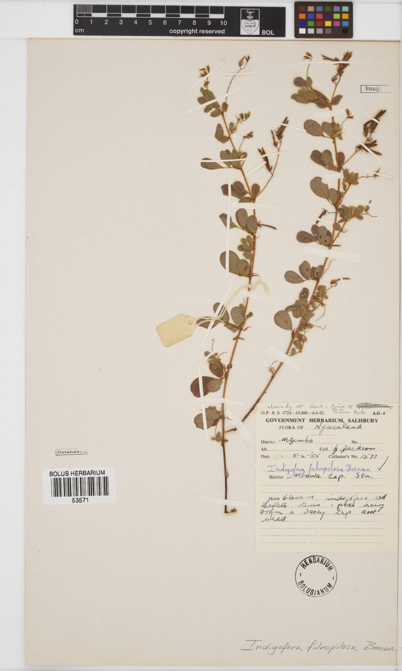 Indigofera fulvopilosa image