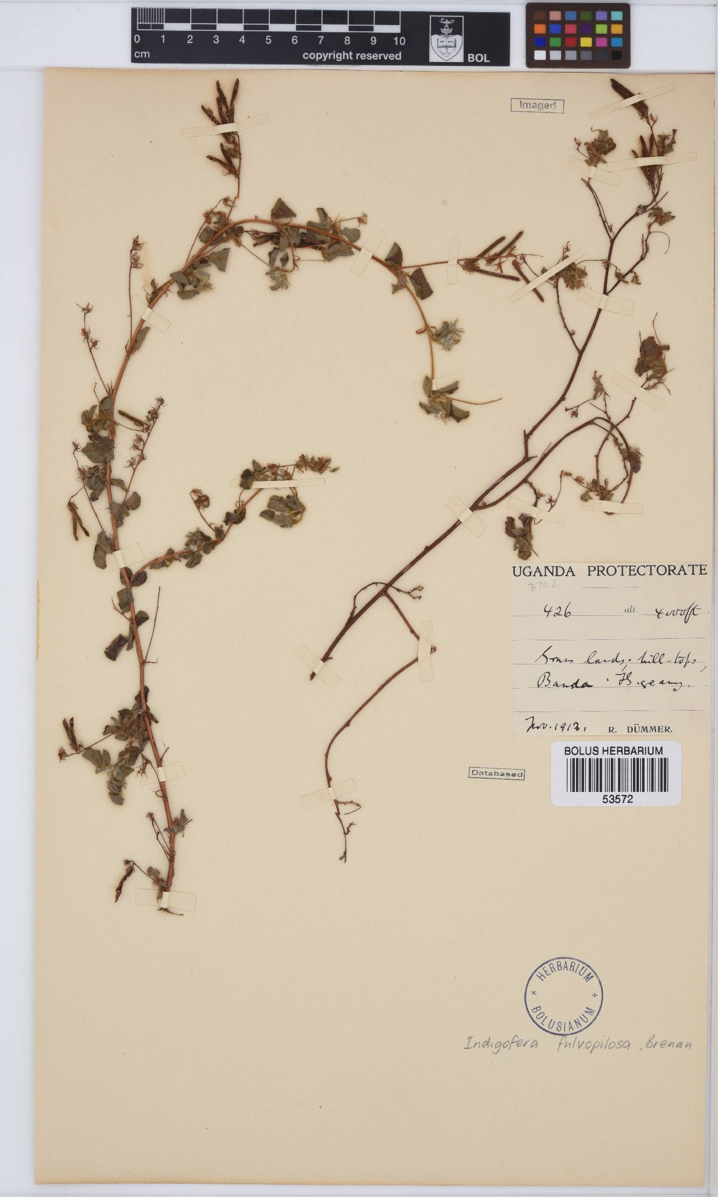 Indigofera fulvopilosa image