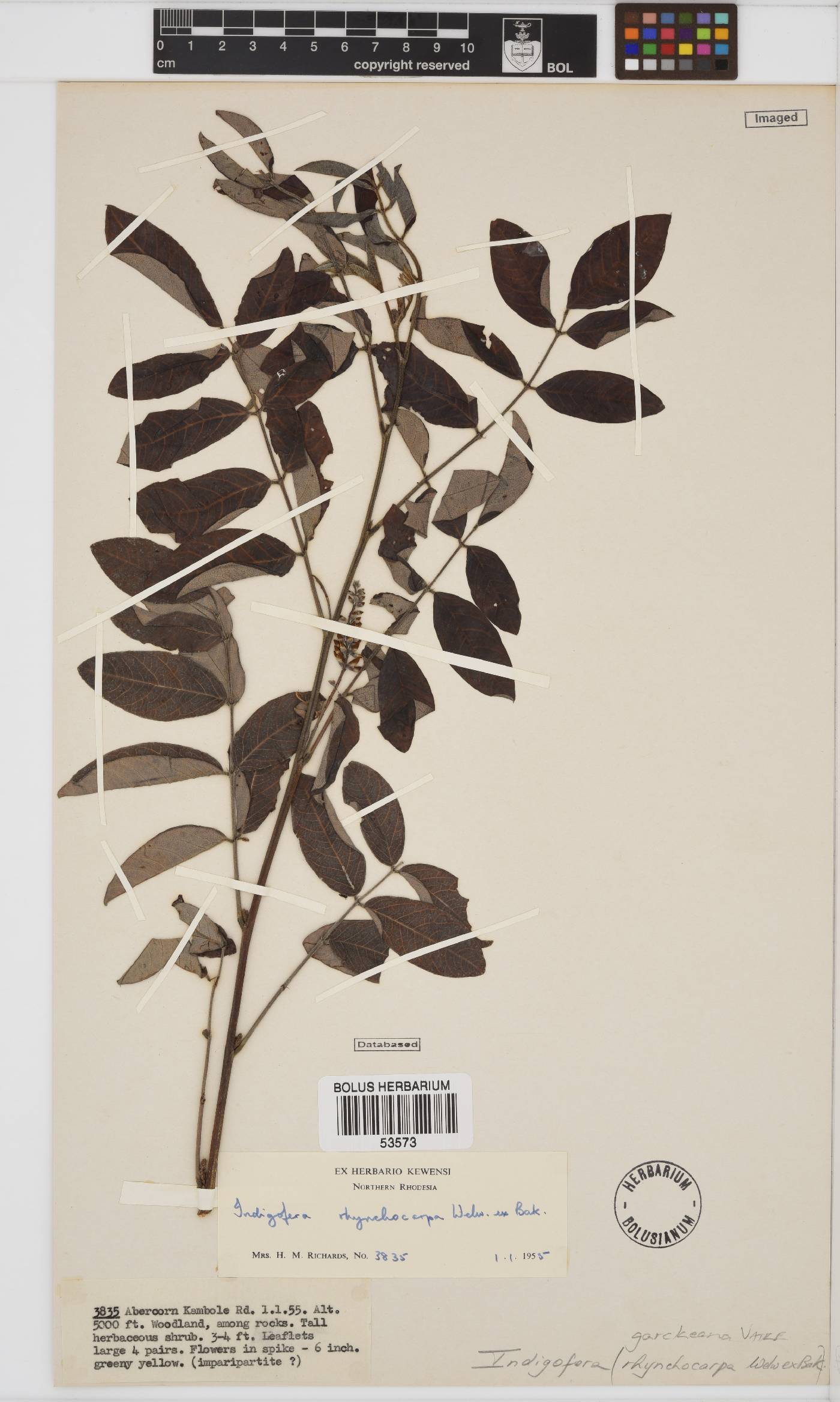 Indigofera garckeana image