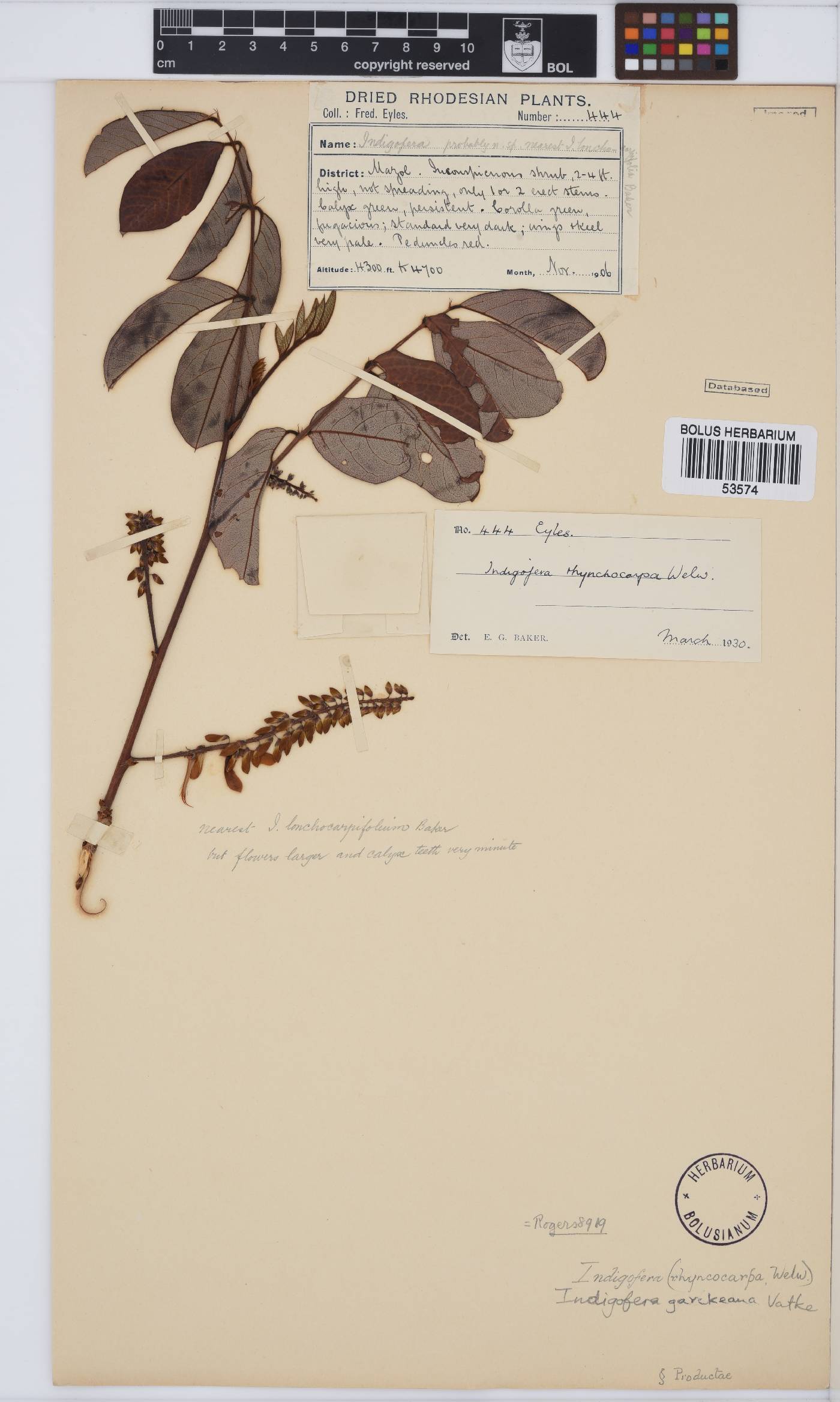 Indigofera garckeana image