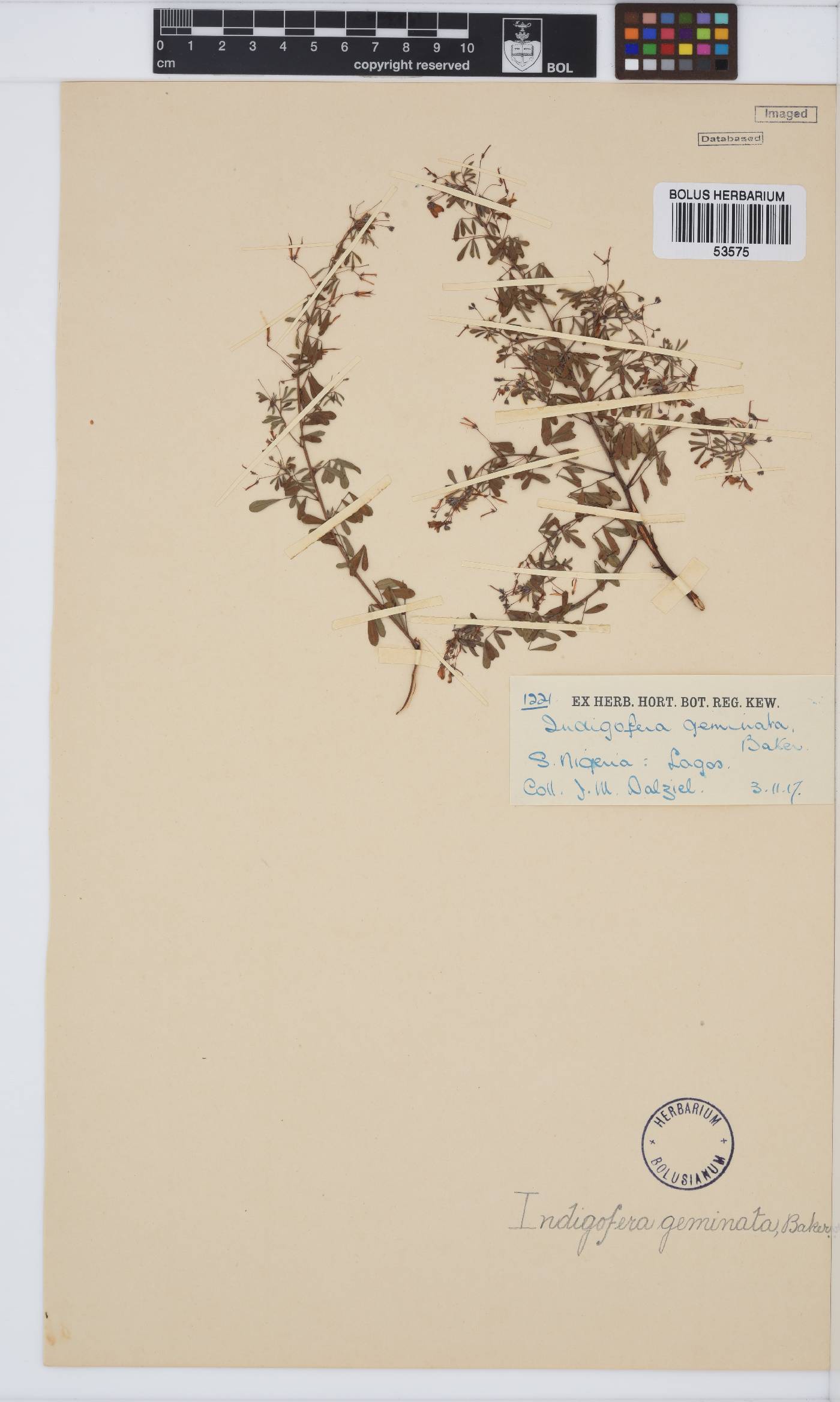Indigofera geminata image