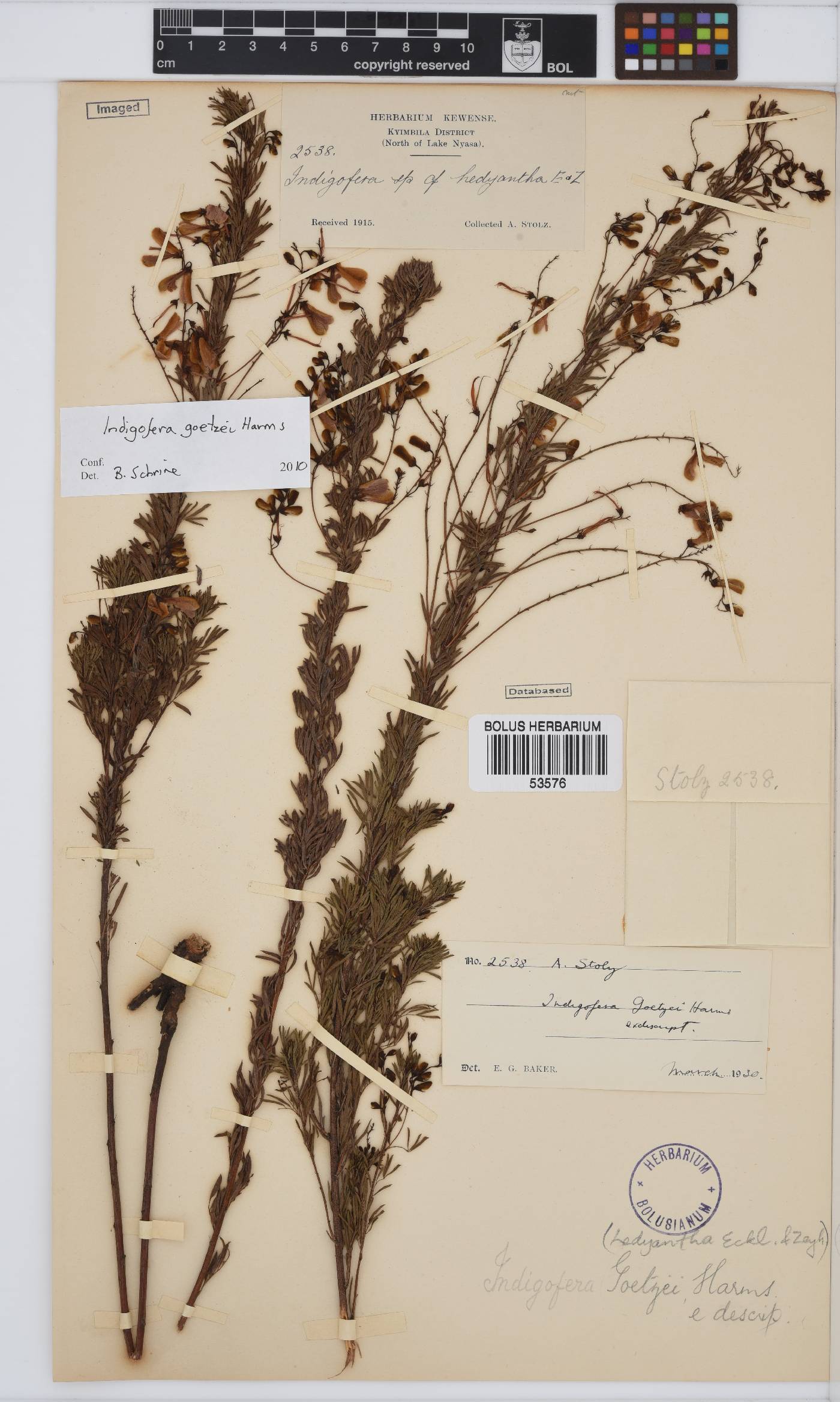 Indigofera goetzei image