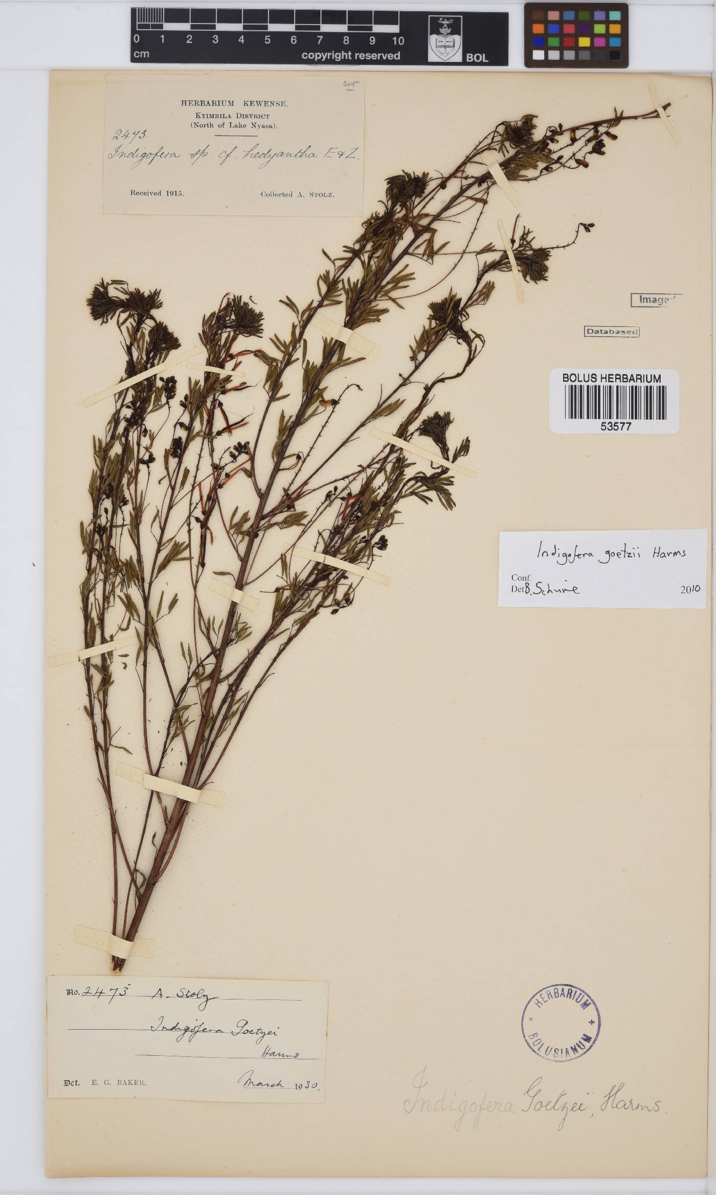 Indigofera goetzei image