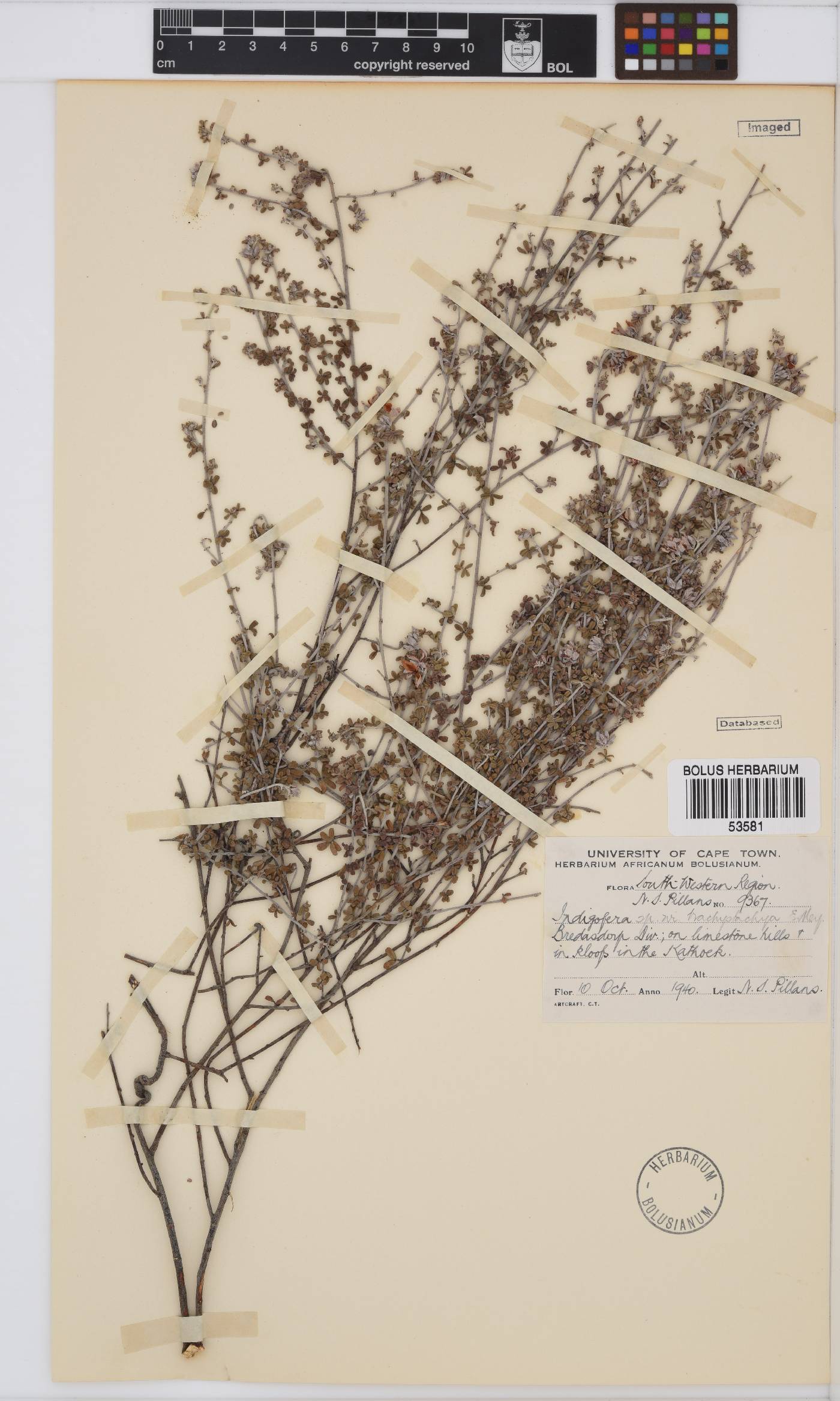 Indigofera hamulosa image