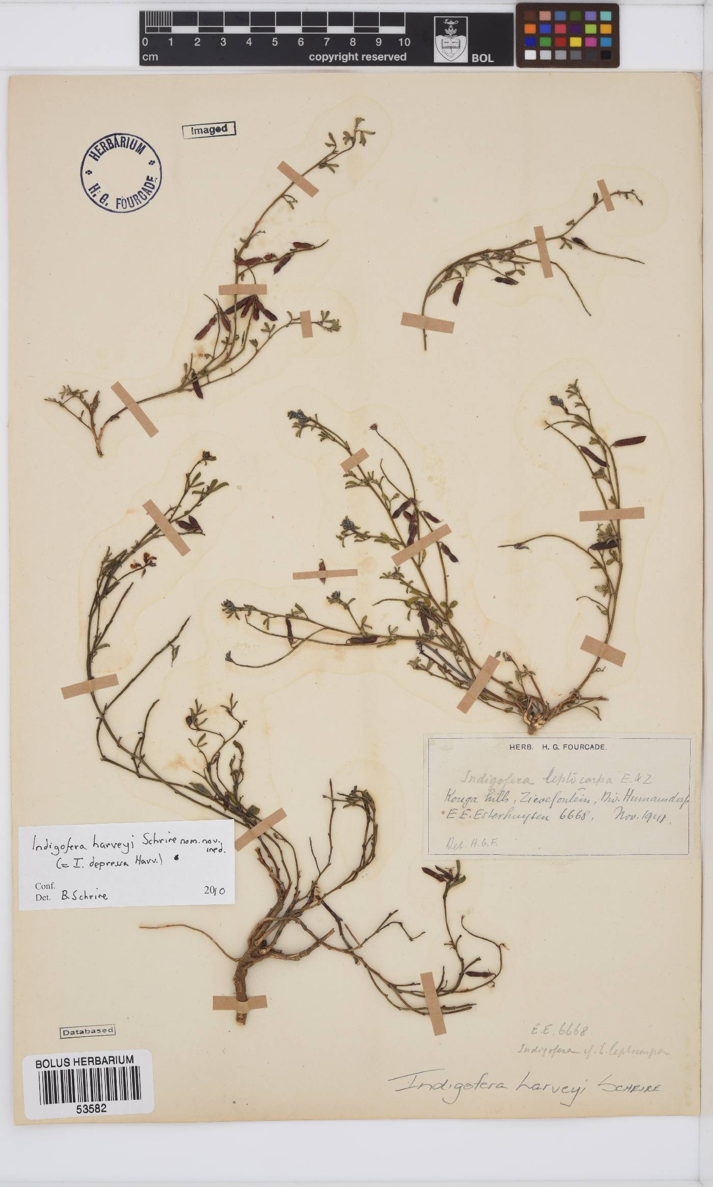 Indigofera harveyi image