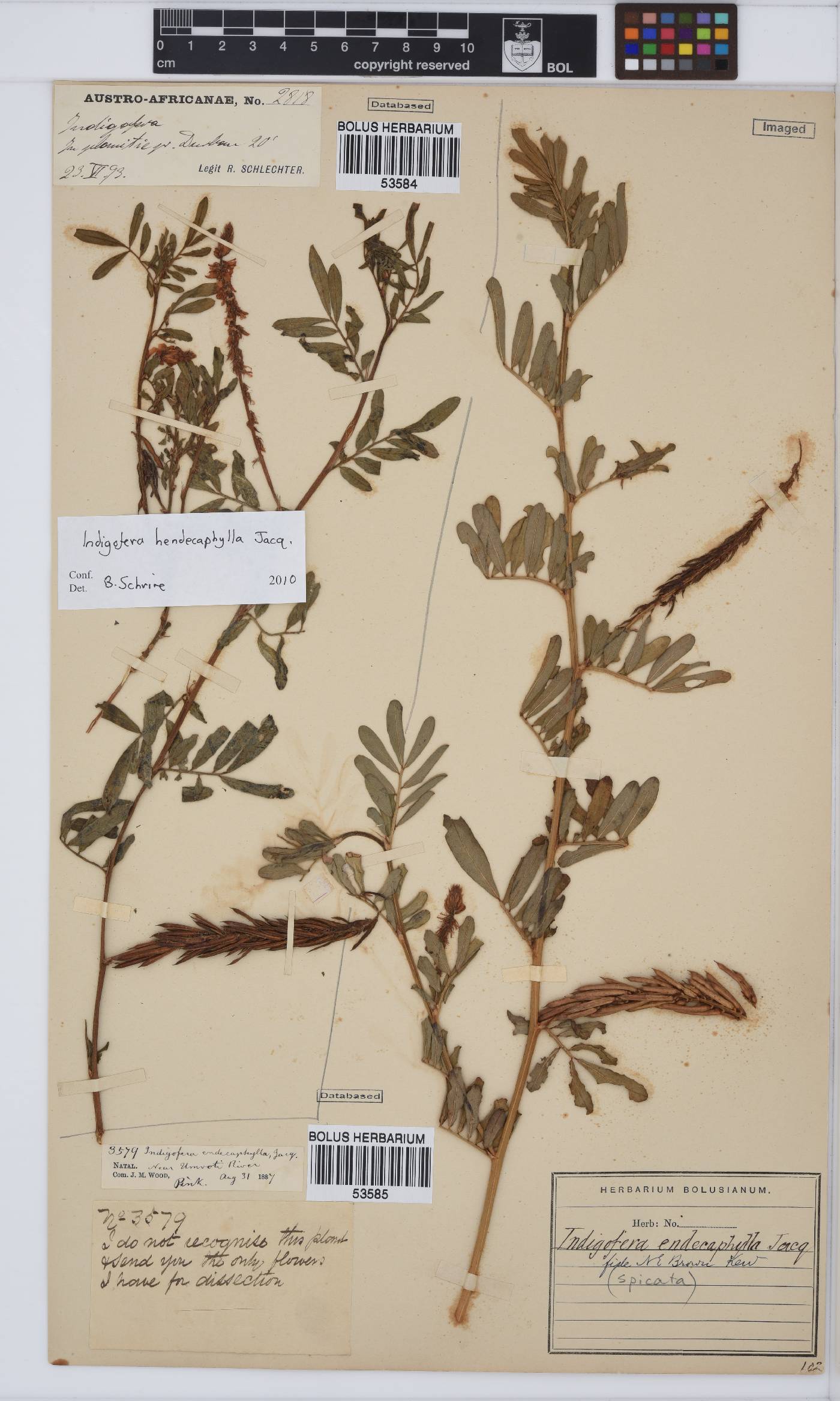 Indigofera hendecaphylla image