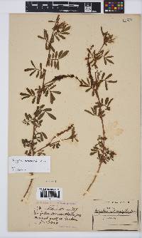 Indigofera hendecaphylla image