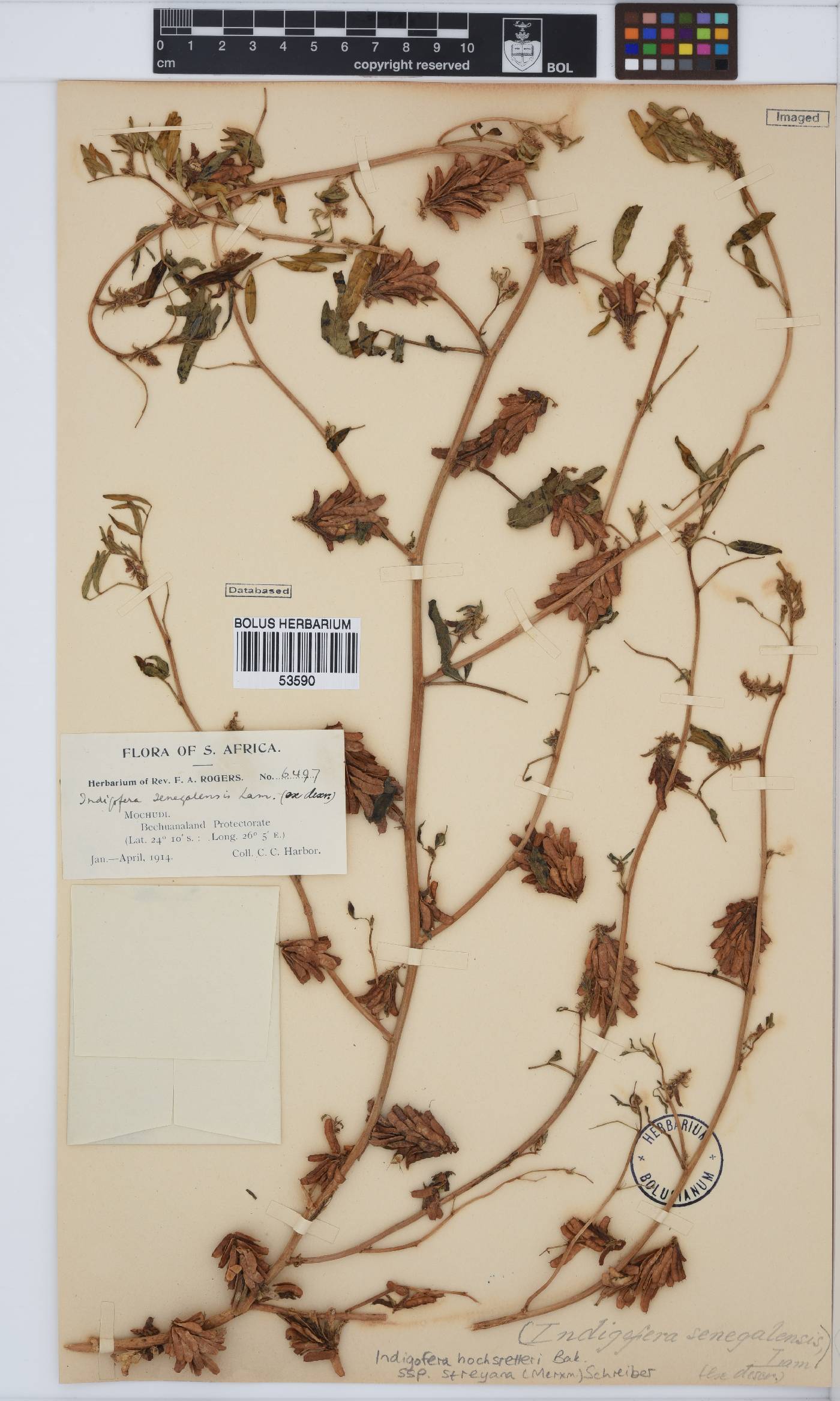 Indigofera hochstetteri image