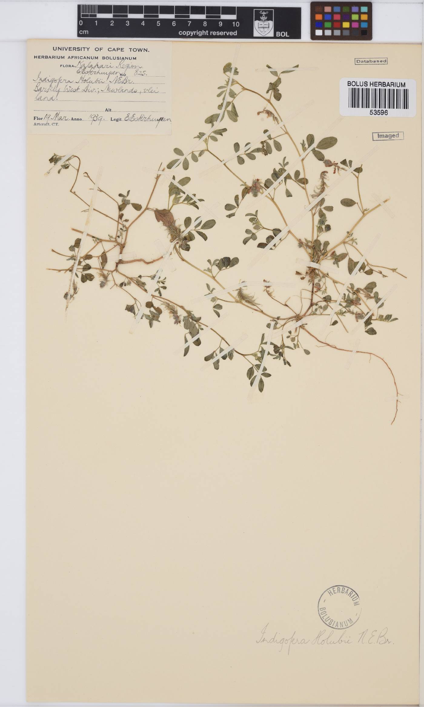 Indigofera holubii image