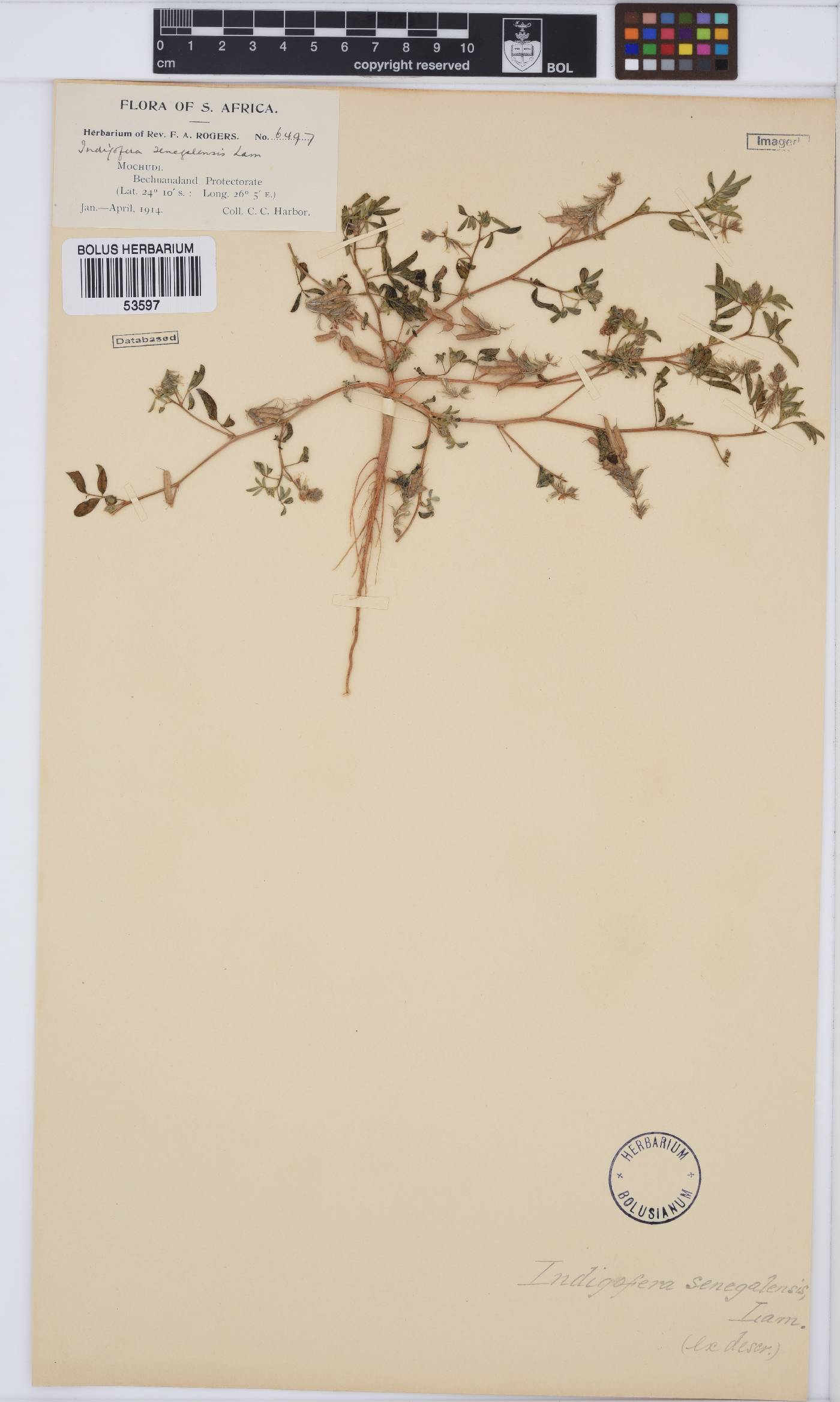 Indigofera holubii image