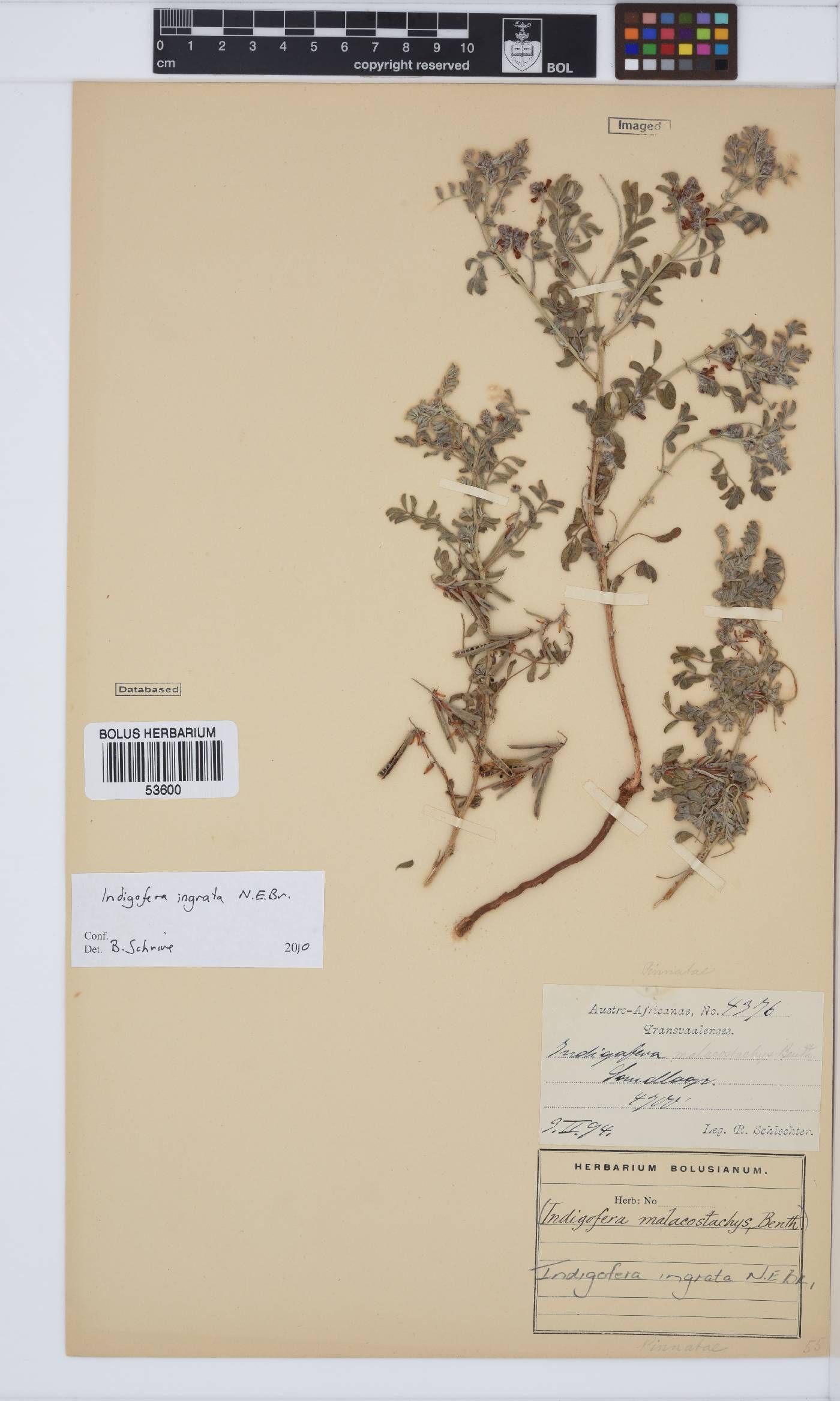 Indigofera ingrata image