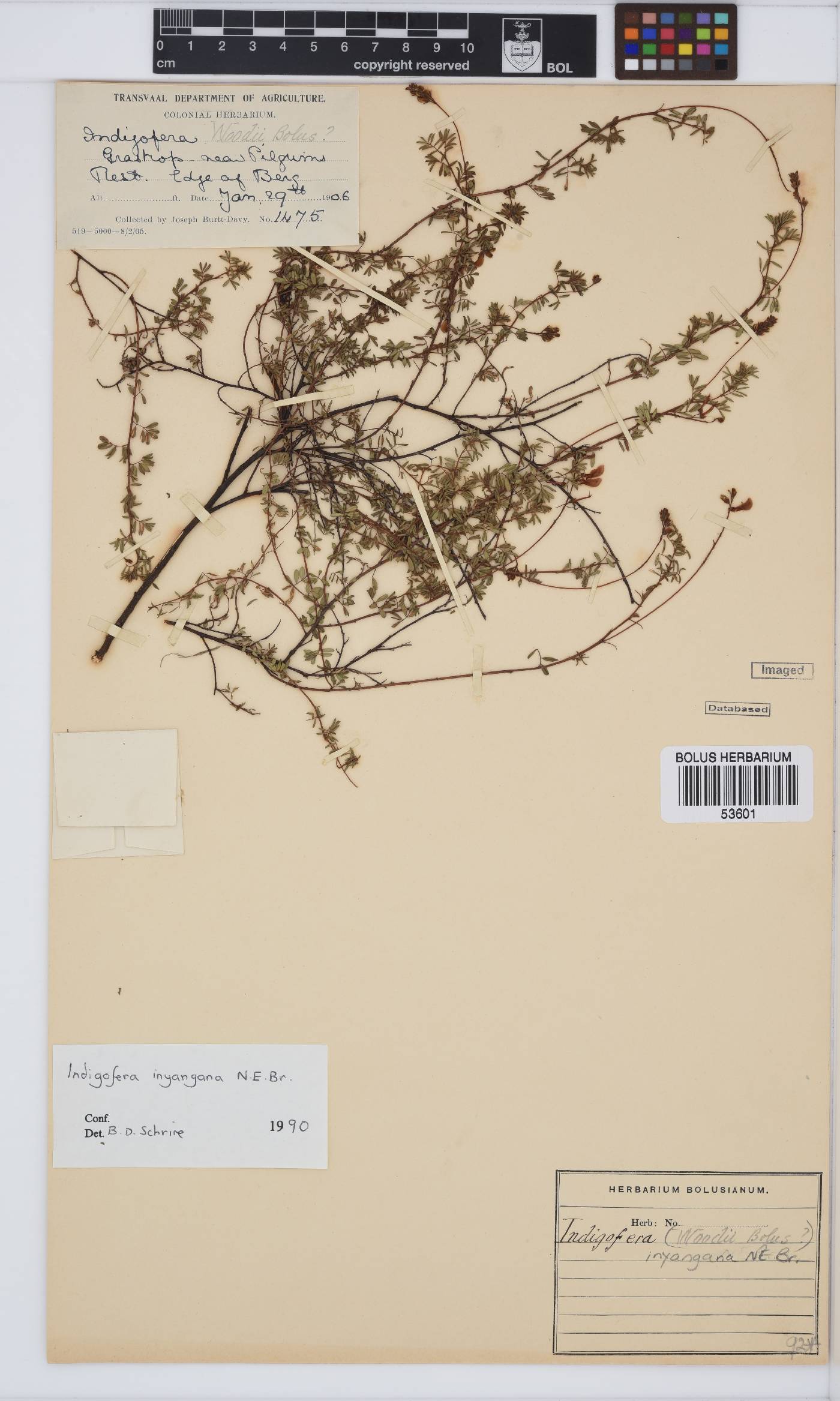 Indigofera hedyantha subsp. inyangana image