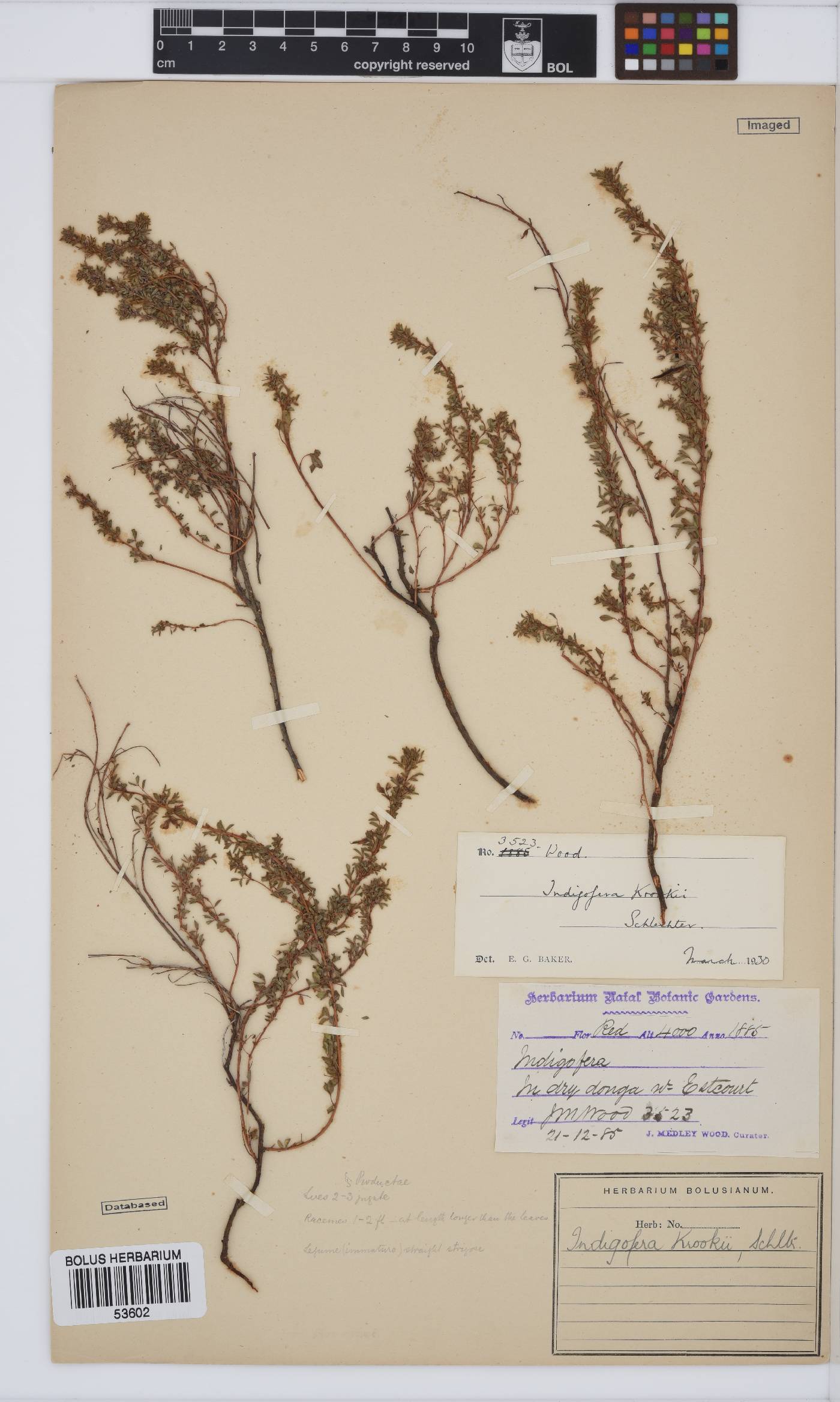 Indigofera krookii image