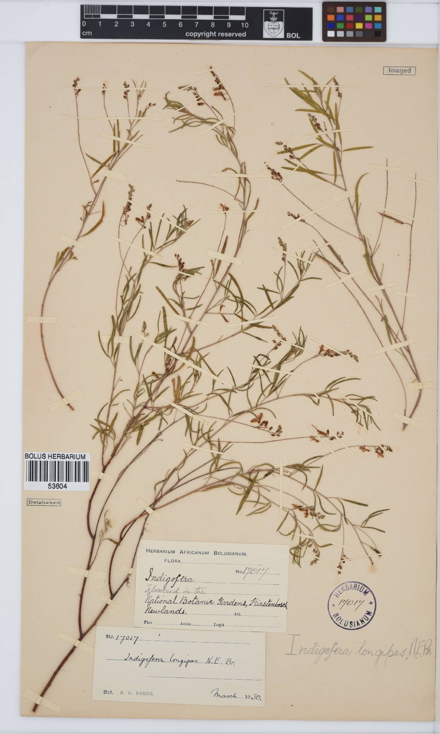 Indigofera tenuissima image