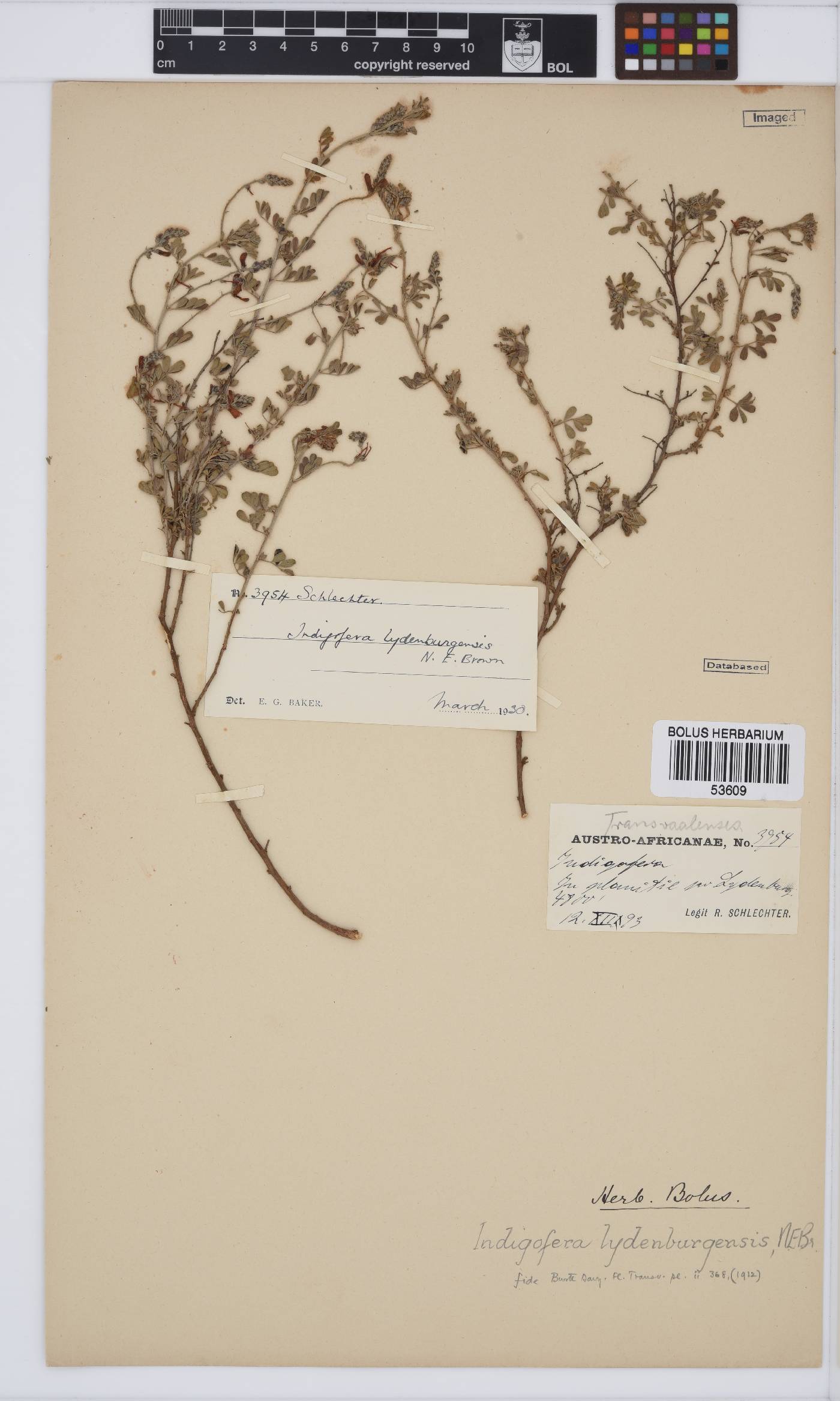 Indigofera lydenburgensis image