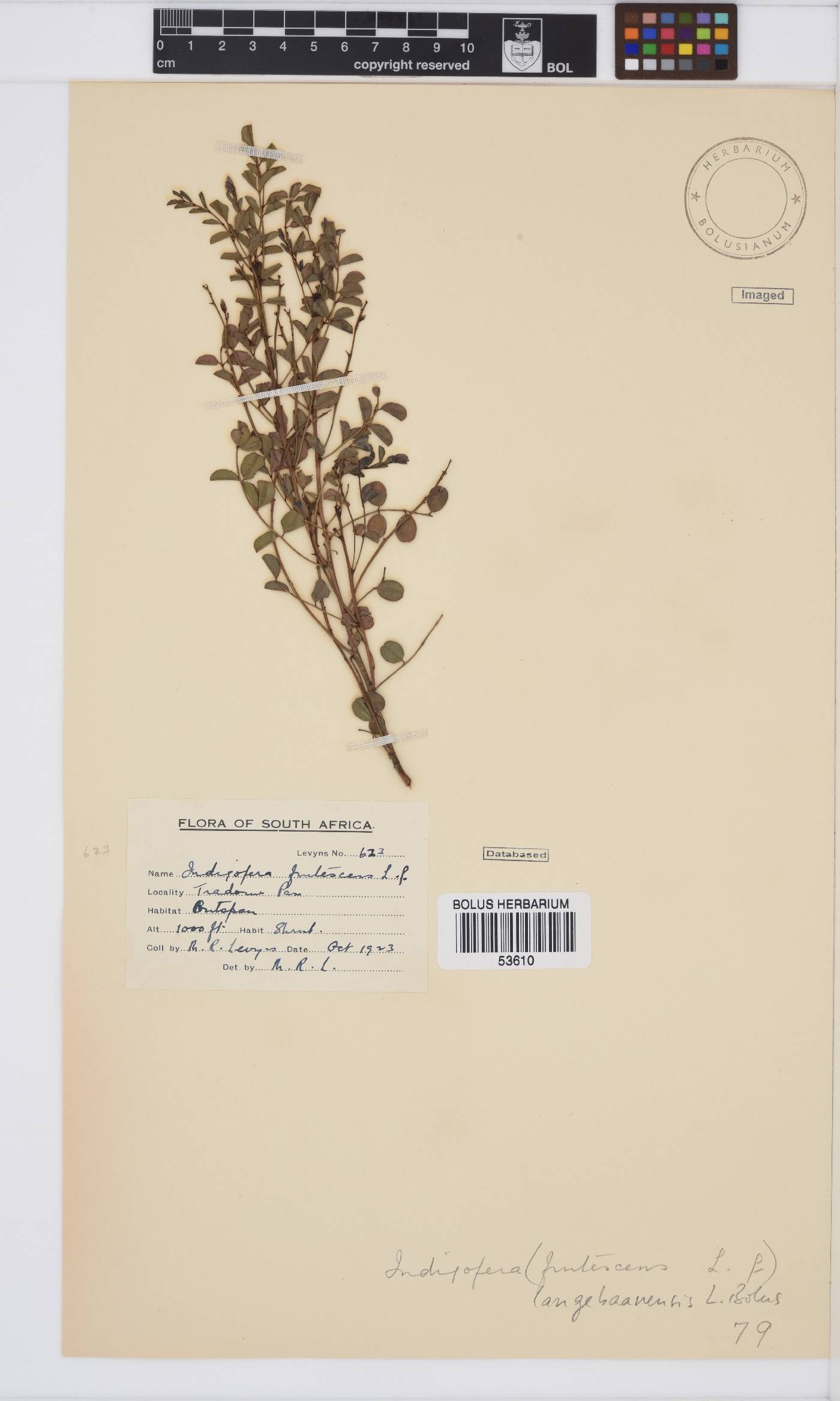 Indigofera langebergensis image