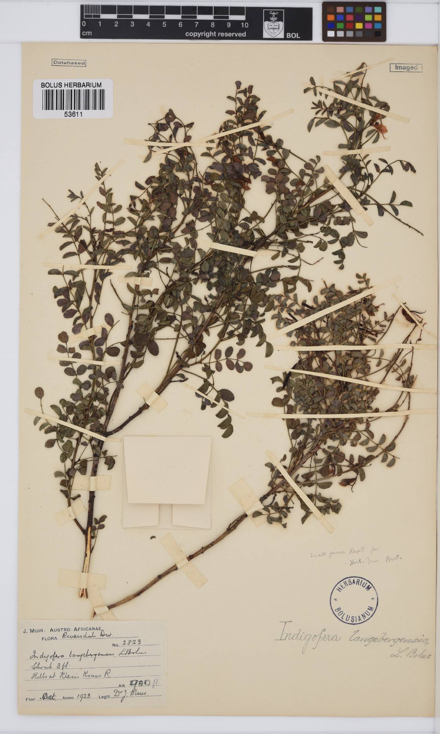 Indigofera langebergensis image