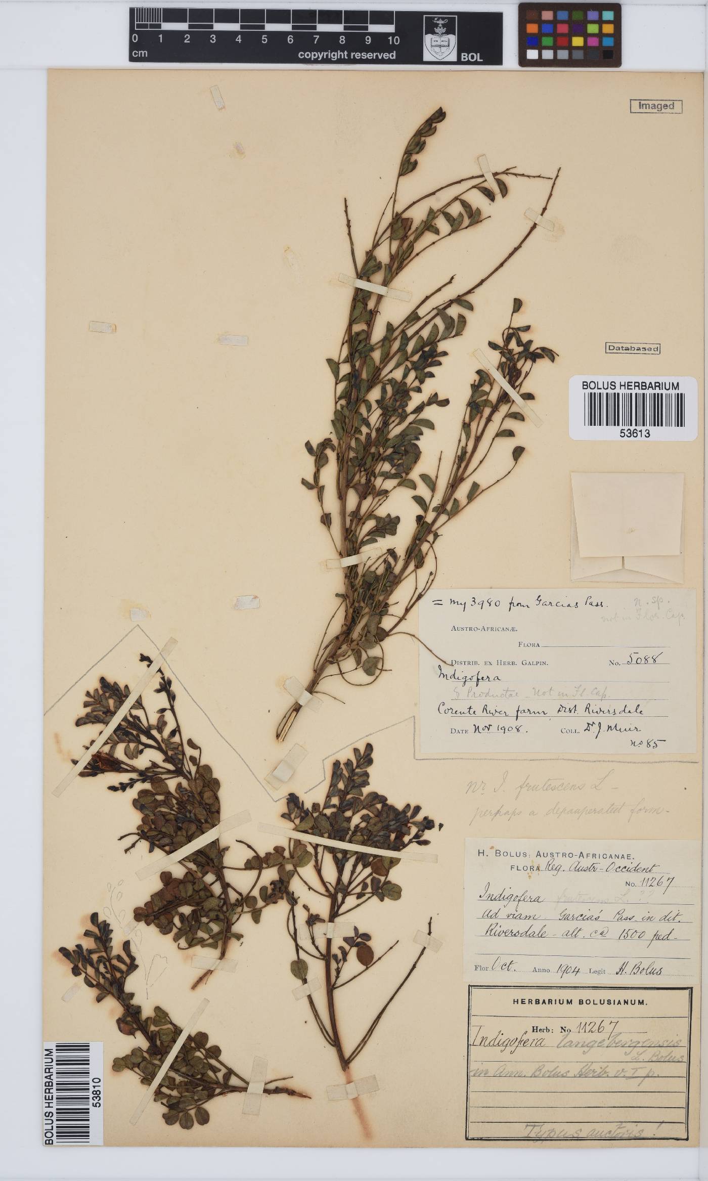 Indigofera langebergensis image