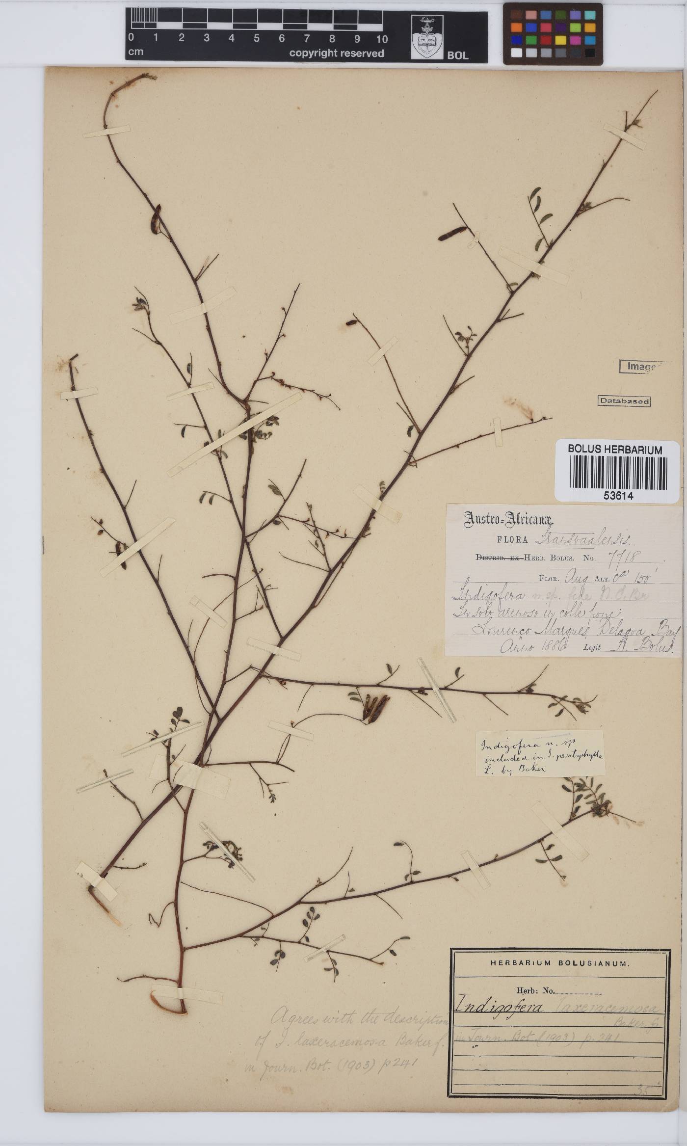 Indigofera laxeracemosa image