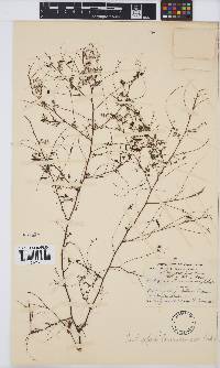 Indigofera laxeracemosa image