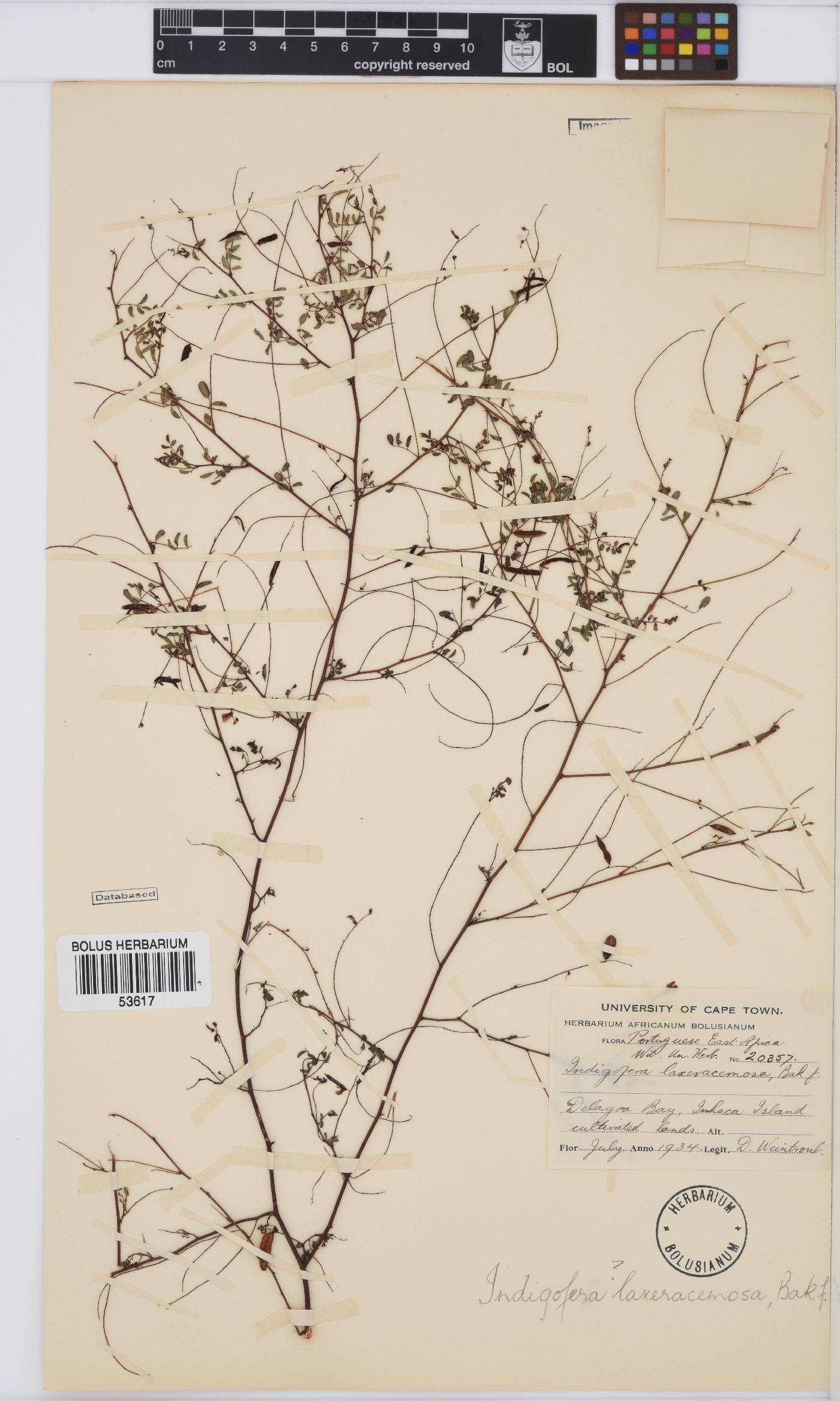 Indigofera laxeracemosa image