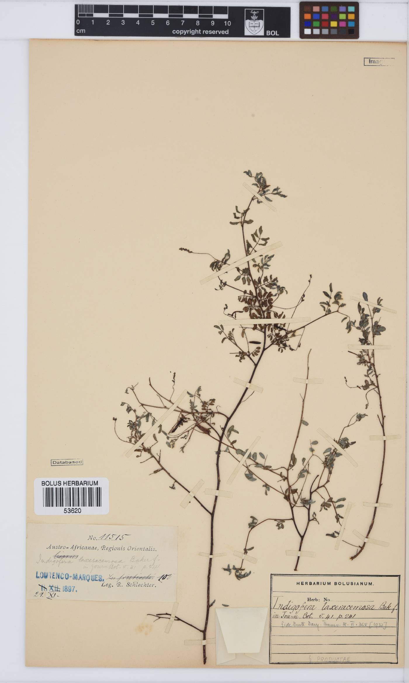 Indigofera laxeracemosa image