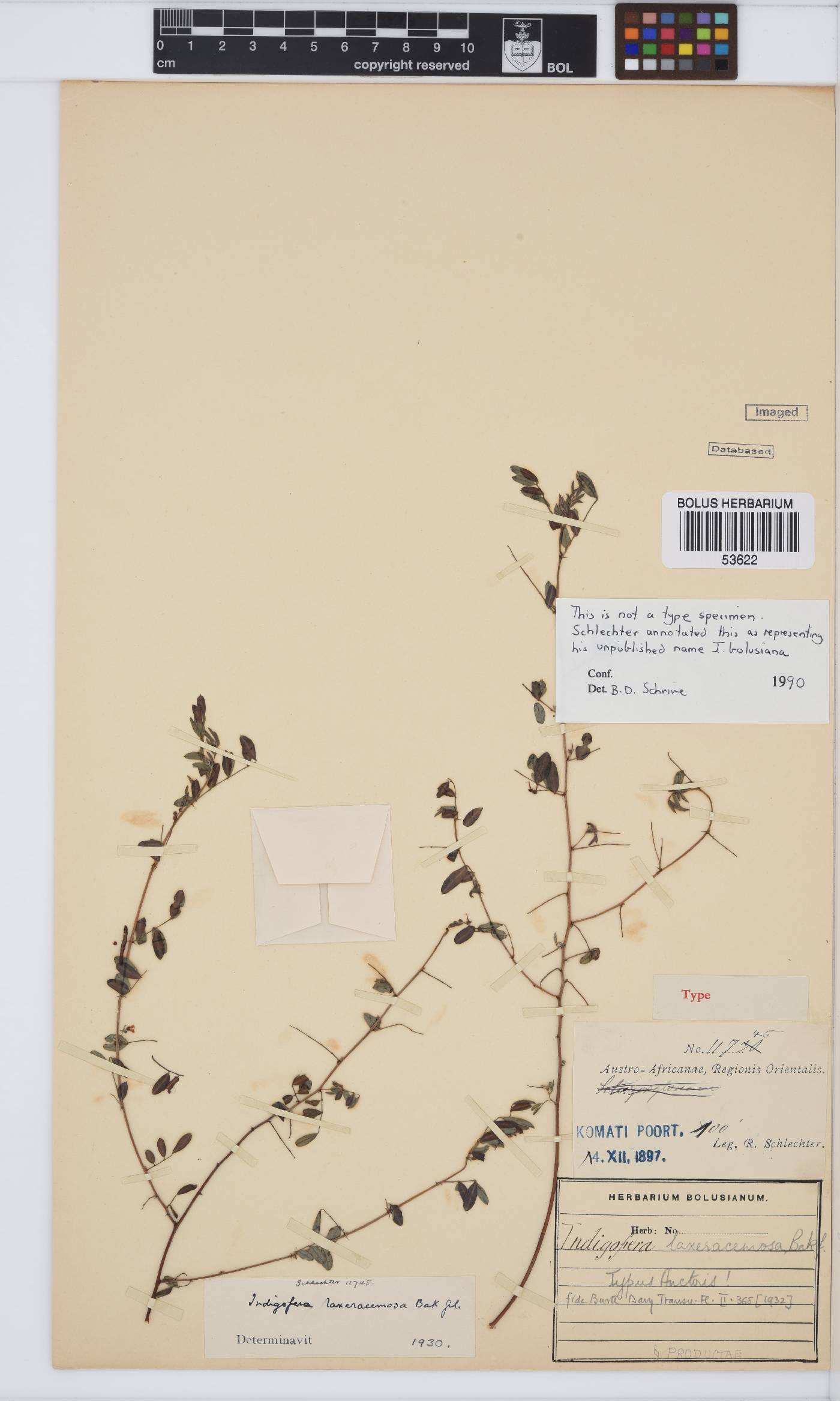 Indigofera laxeracemosa image