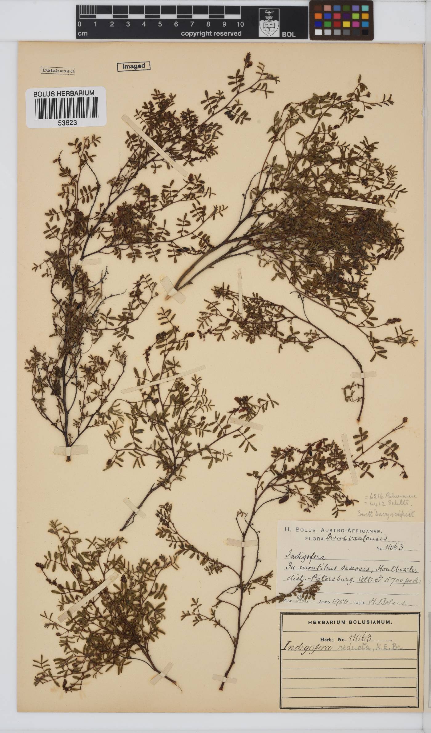 Indigofera reducta image