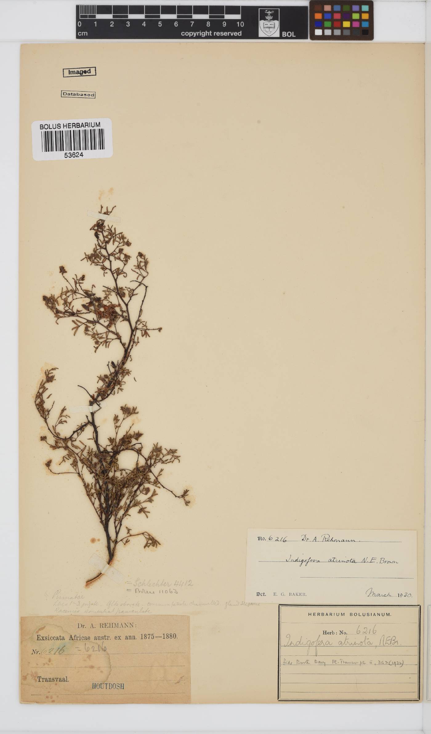 Indigofera reducta image