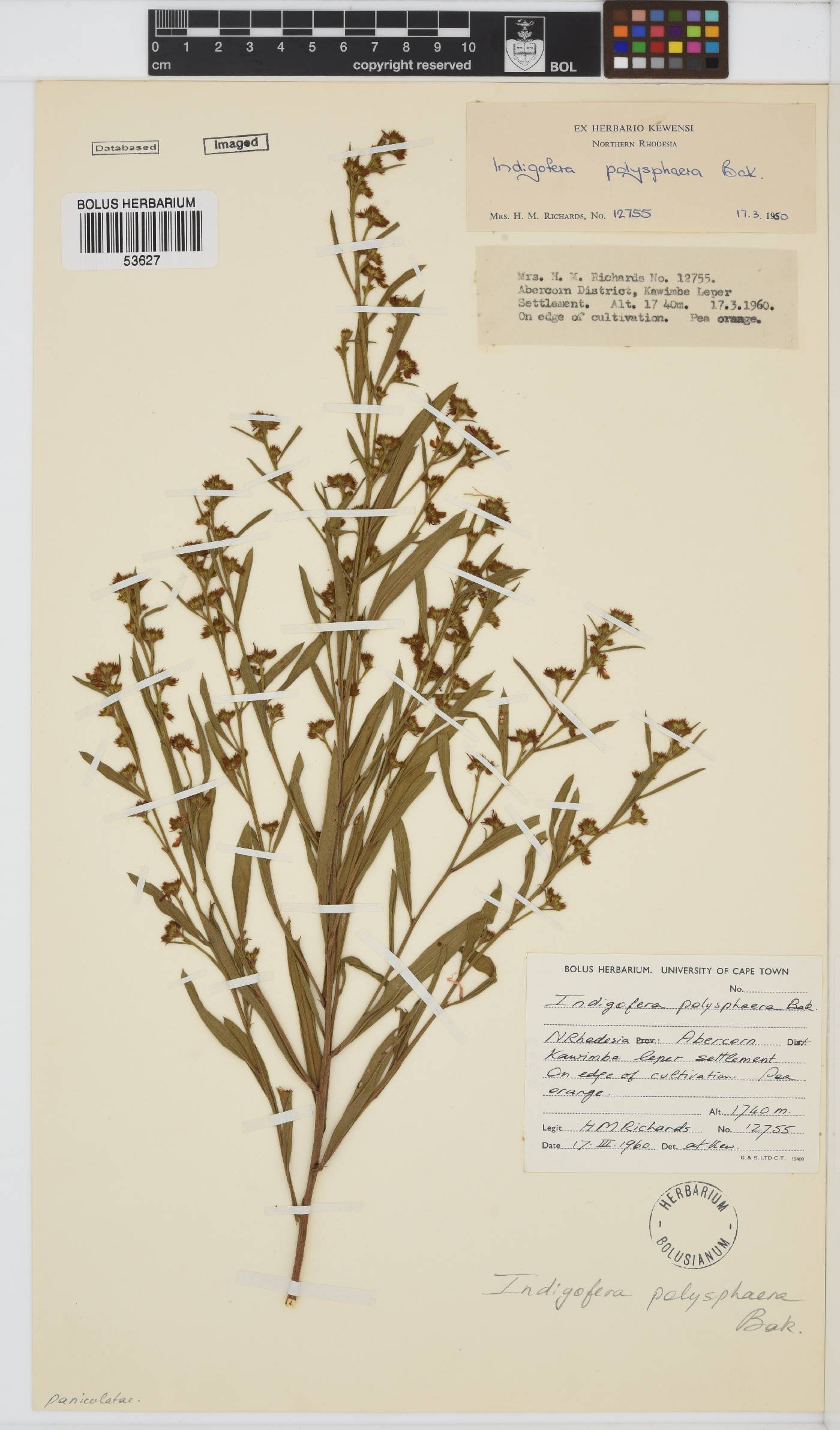 Indigofera polysphaera image