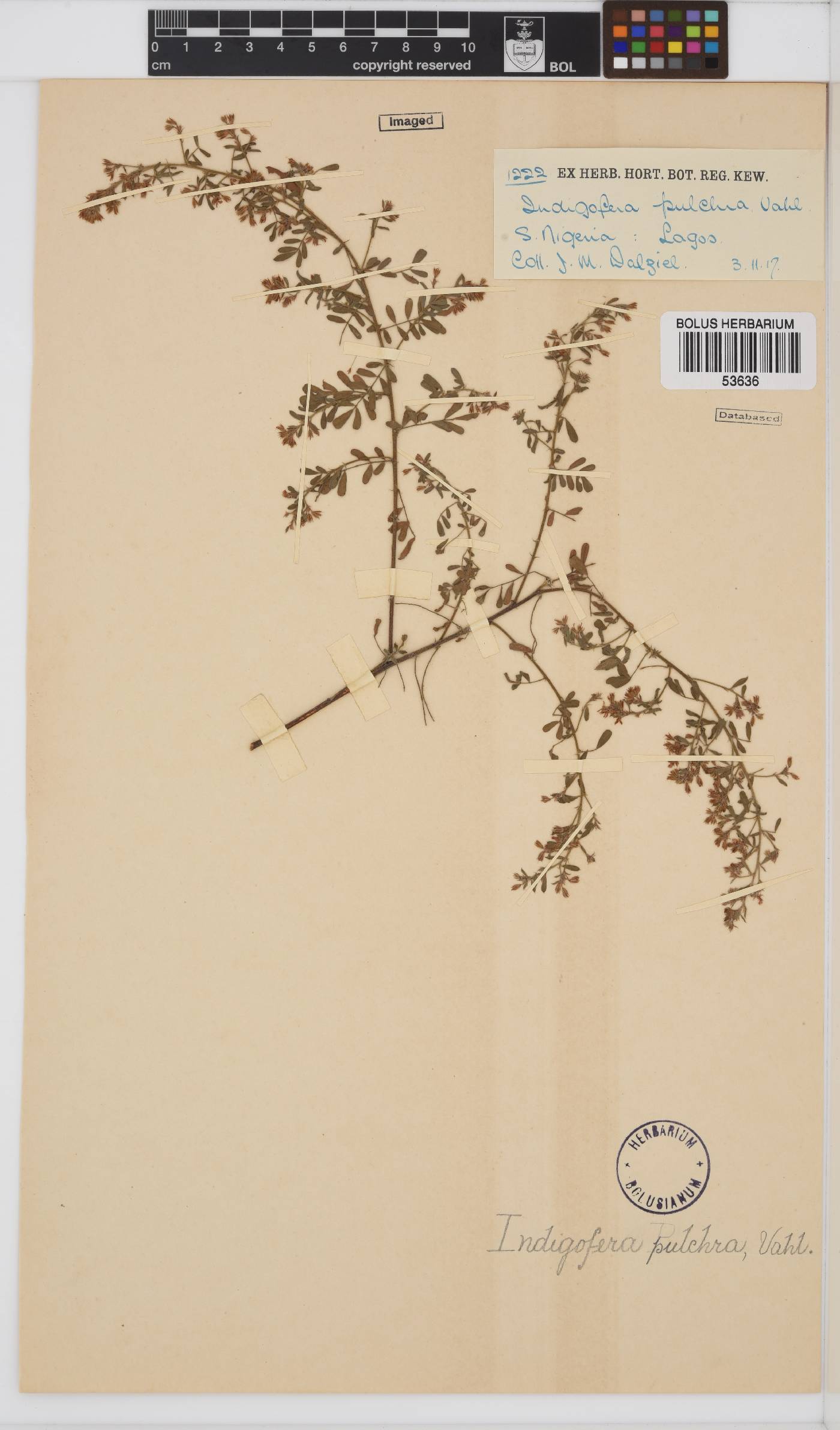 Indigofera pulchra image