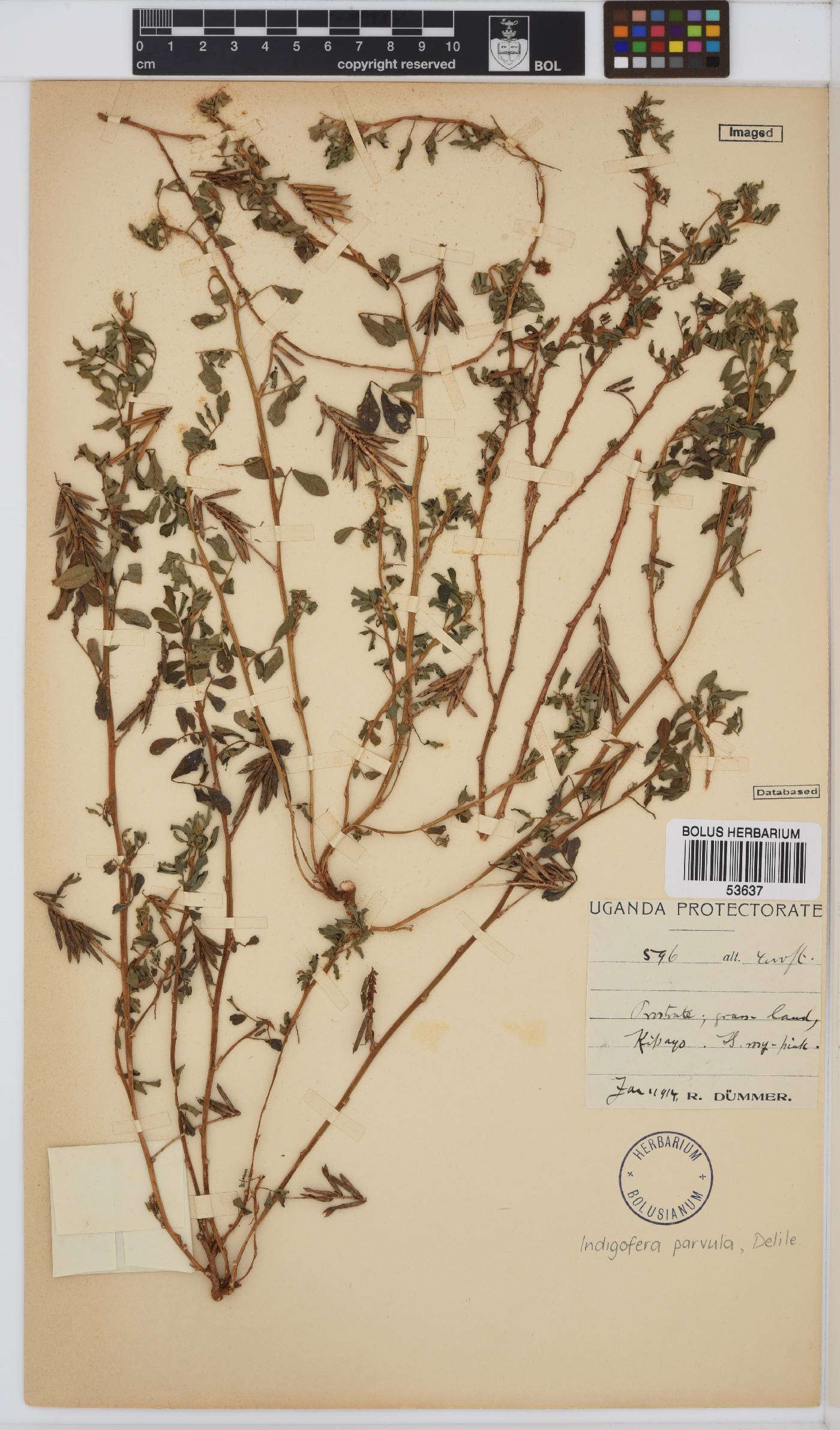 Indigofera spicata var. spicata image