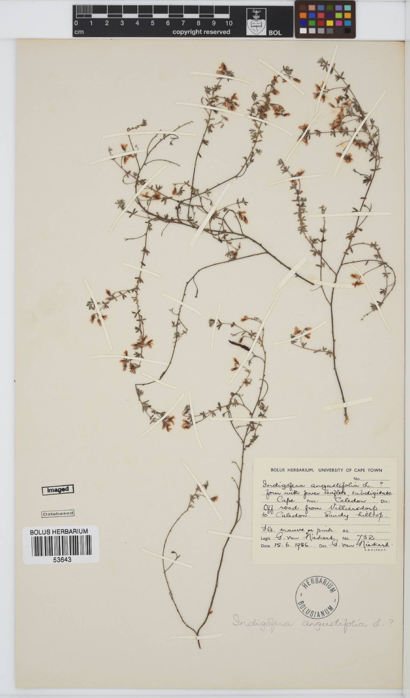 Indigofera pilgeriana image