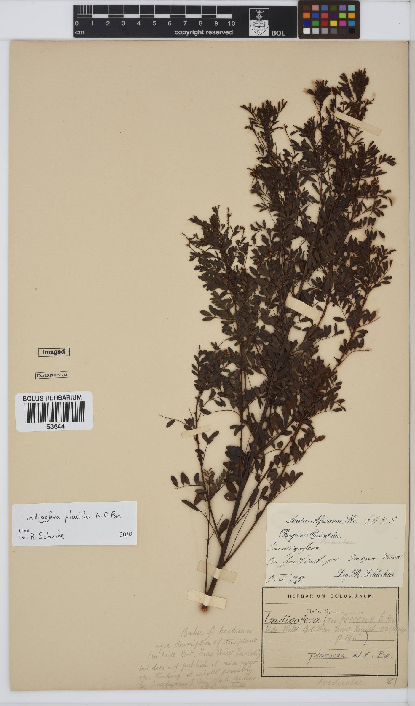 Indigofera placida image