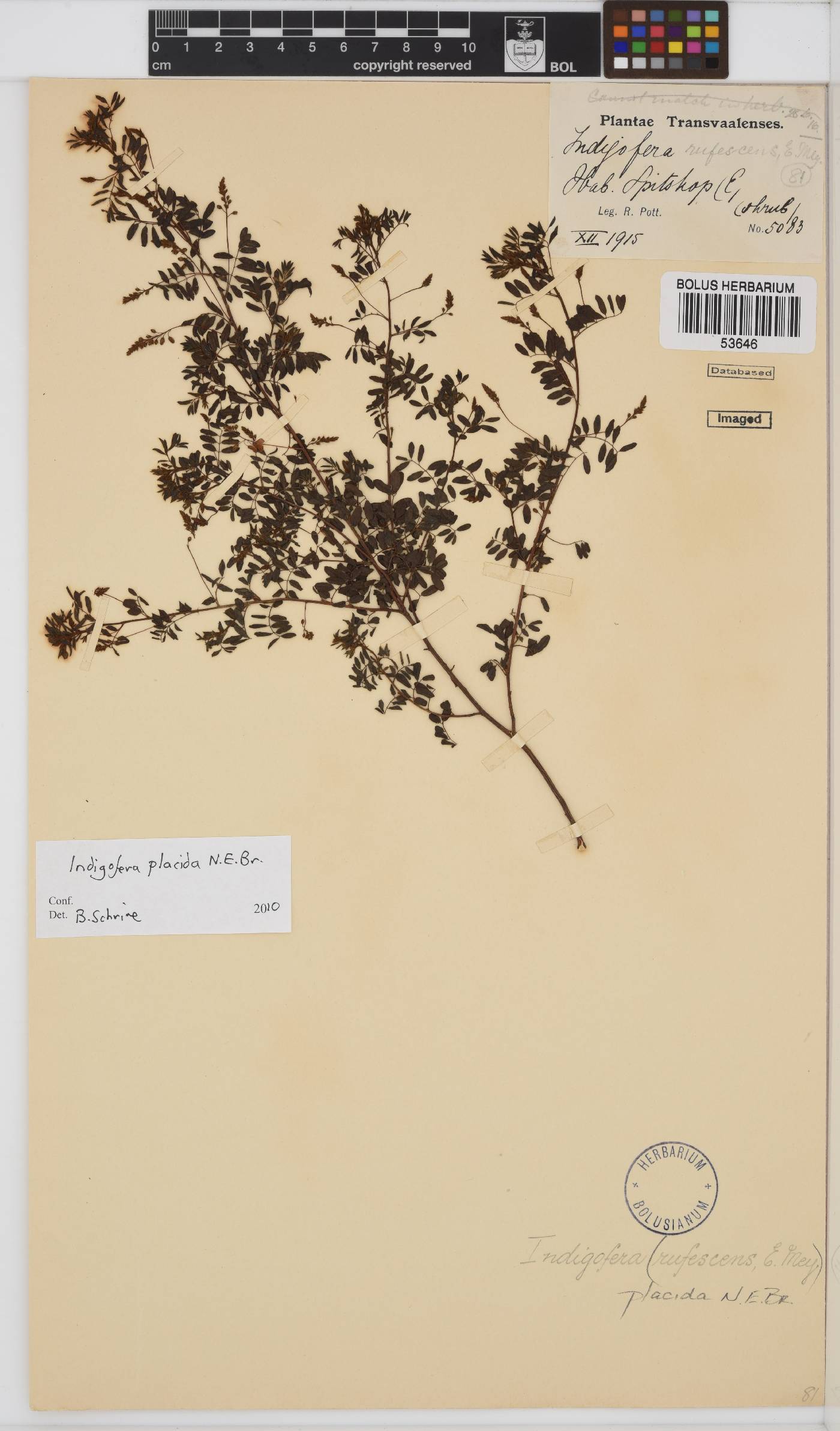 Indigofera placida image