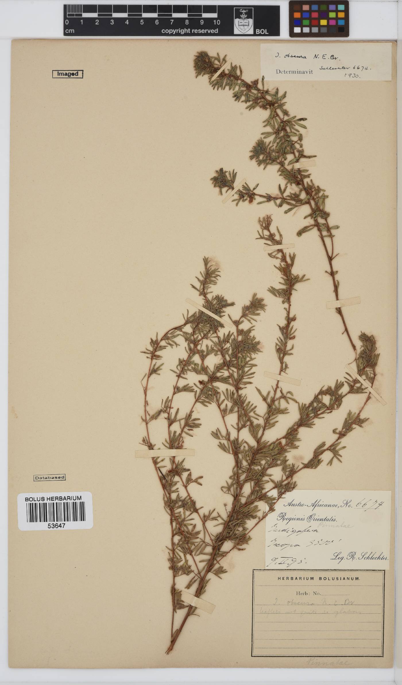 Indigofera obscura image