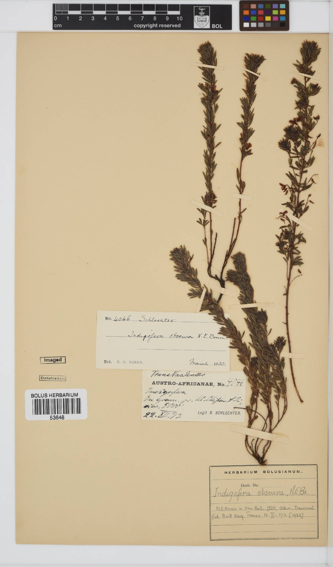 Indigofera obscura image