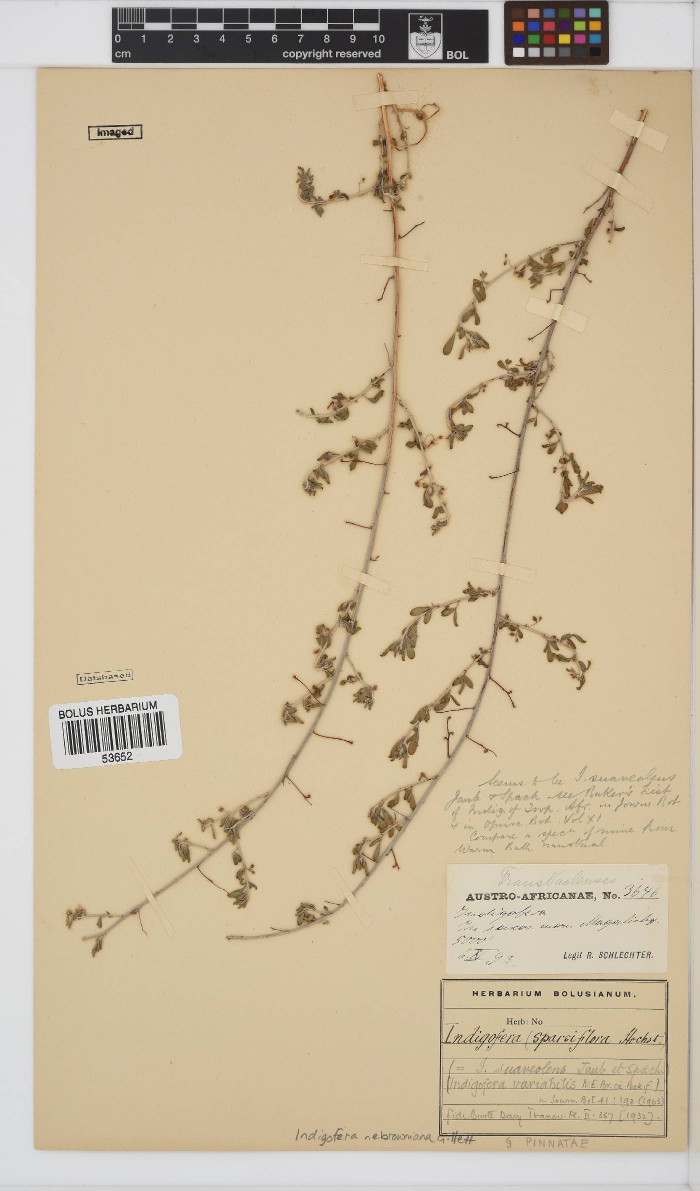 Indigofera nebrowniana image