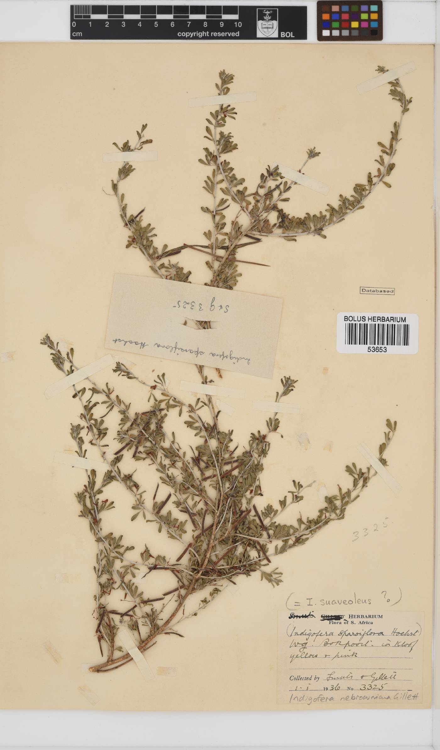 Indigofera nebrowniana image