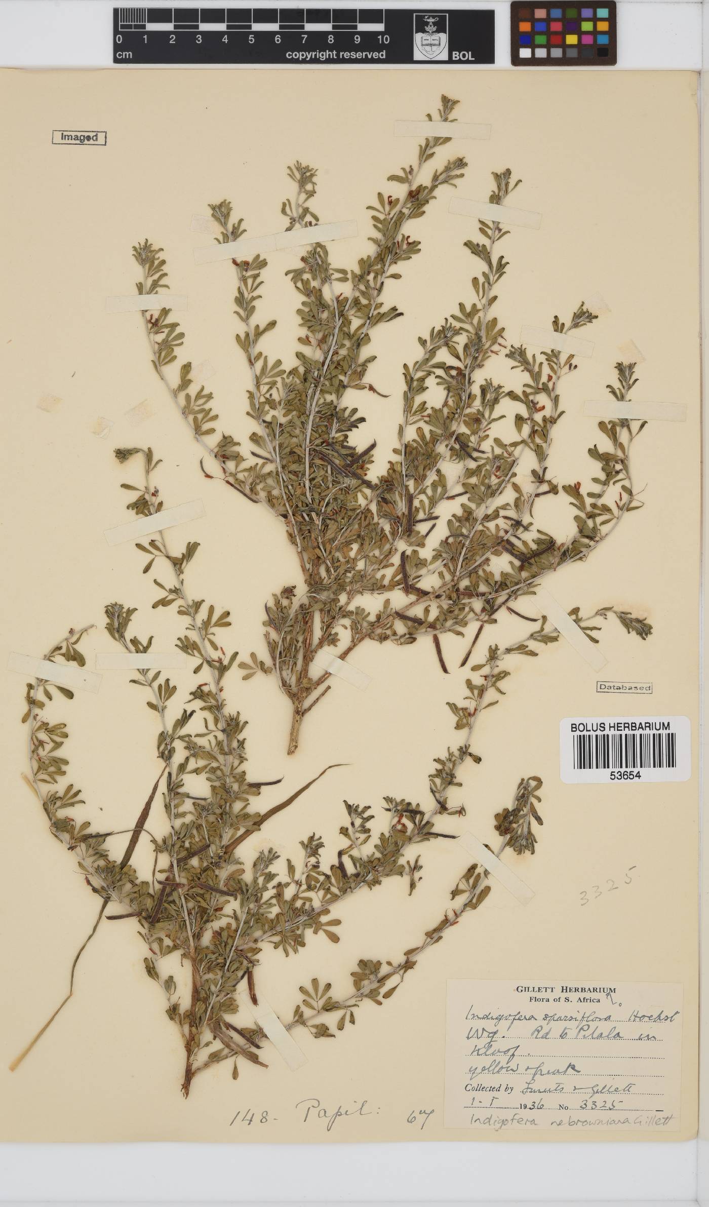 Indigofera nebrowniana image