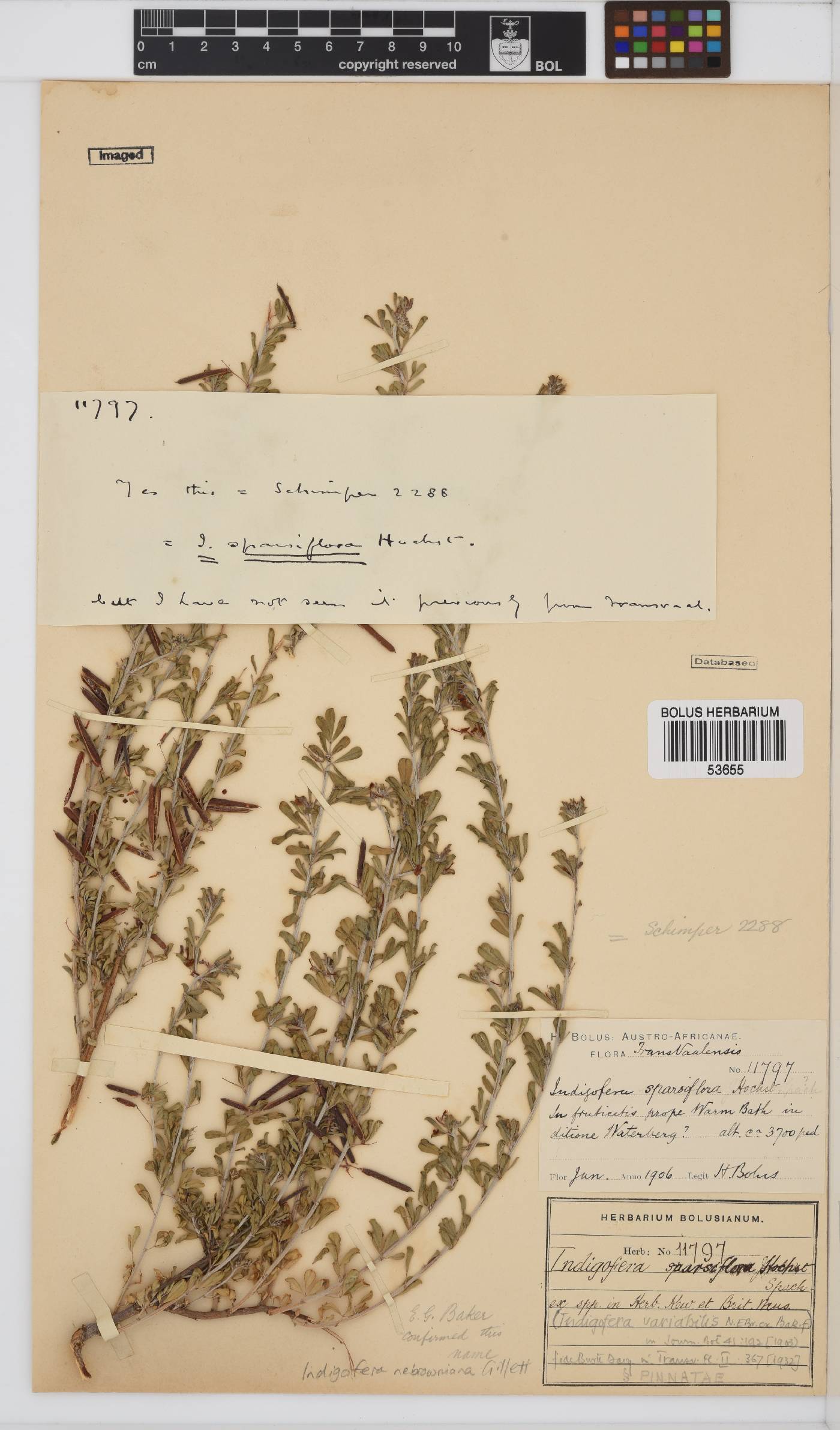 Indigofera nebrowniana image