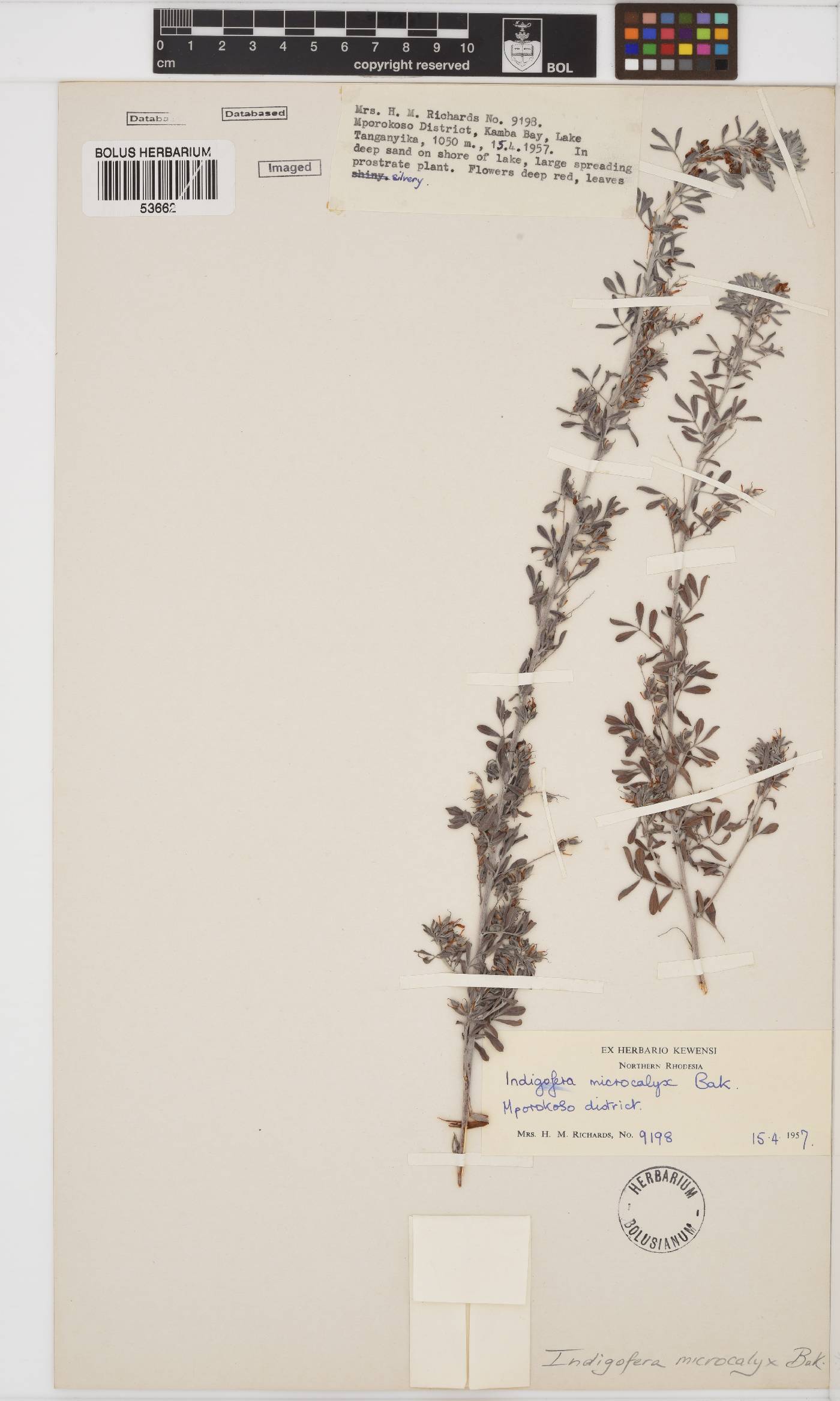 Indigofera microcalyx image