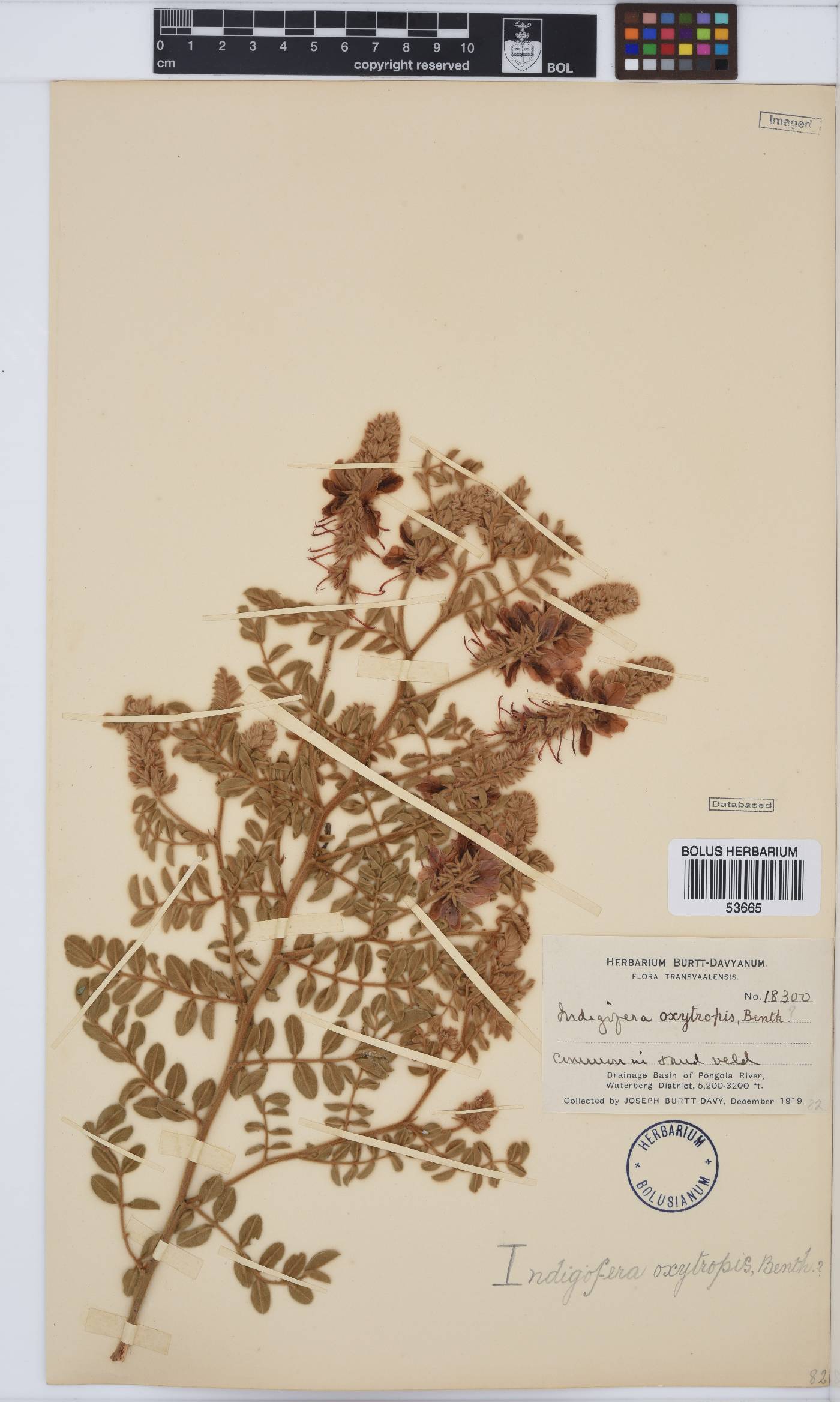 Indigofera mollicoma image