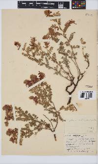 Indigofera mollicoma image