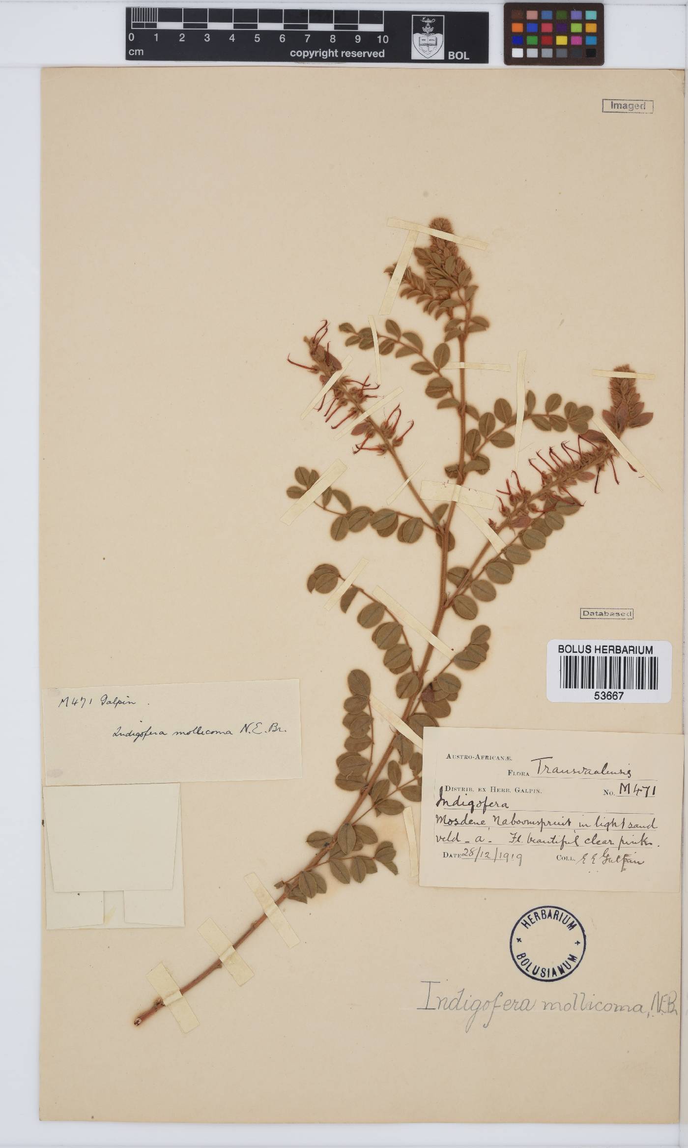 Indigofera mollicoma image